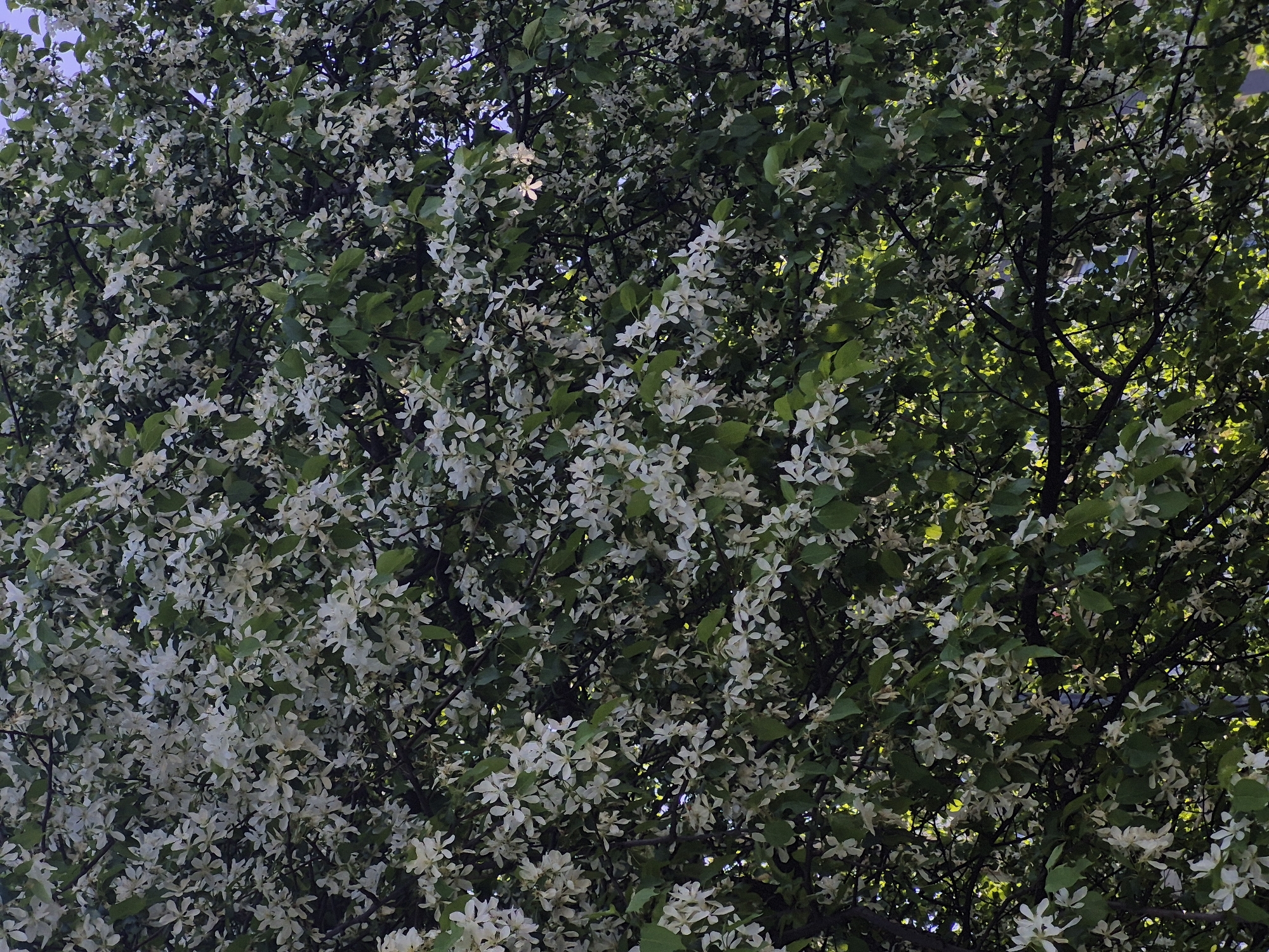 The image shows a dense canopy of a tree, likely located in the city of Chaikovsky, Russia, based on the prompt. The tree is full of white flowers interspersed with green leaves, indicating it is likely in bloom. The branches are dark and visible through the foliage. Sunlight filters through the leaves, creating bright spots and areas of shadow within the canopy. The scene is a close-up view of the tree, filling the frame with its branches, leaves, and blossoms.