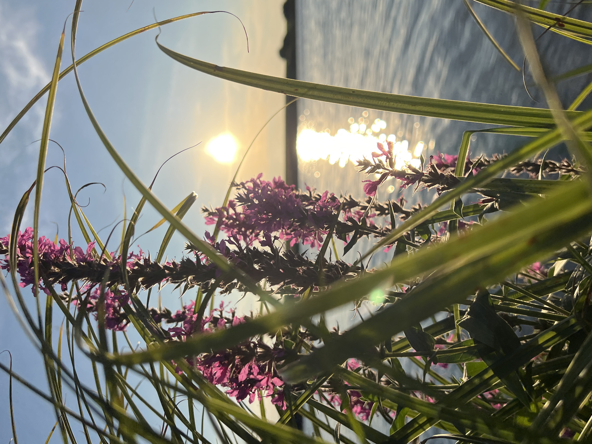 This is a close-up, low-angle shot taken at sunset in Laskivtsi, Ukraine, looking out over a body of water. In the foreground, a cluster of purple flowers and long green grass blades are in sharp focus, with some blades curling inwards and obscuring parts of the scene. The setting sun is visible as a bright, hazy orb in the upper right quadrant of the image, casting a shimmering reflection on the water's surface. The water itself appears calm with gentle ripples. In the distance, a hazy landmass with silhouetted trees is visible on the horizon. The sky is a clear, pale blue with a few wispy clouds. The lighting suggests the golden hour, creating a warm, serene atmosphere. There are no people or animals present in the frame.