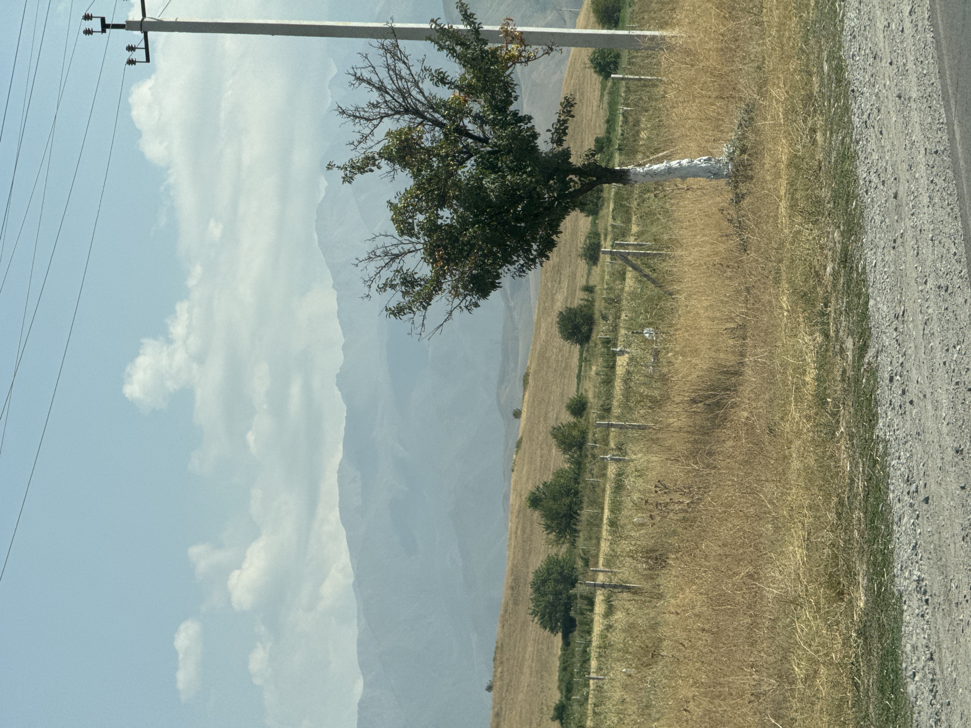 The image depicts a rural landscape in the vicinity of Tash-Moinok, Kyrgyzstan. In the foreground, a dry, grassy field is bordered by a gravel road on the left. A solitary tree, its lower trunk painted white, stands prominently in the middle ground. Behind the tree, a wire fence runs horizontally across the frame, with several wooden posts supporting it. The middle ground also features rolling hills covered in dry grass and scattered small trees. In the background, a range of hazy, blue mountains stretches across the horizon under a pale blue sky with scattered white clouds. A utility pole with wires is visible on the right side of the image, further suggesting the presence of infrastructure in this semi-arid environment. The overall scene conveys a sense of open space and a natural, undeveloped setting.