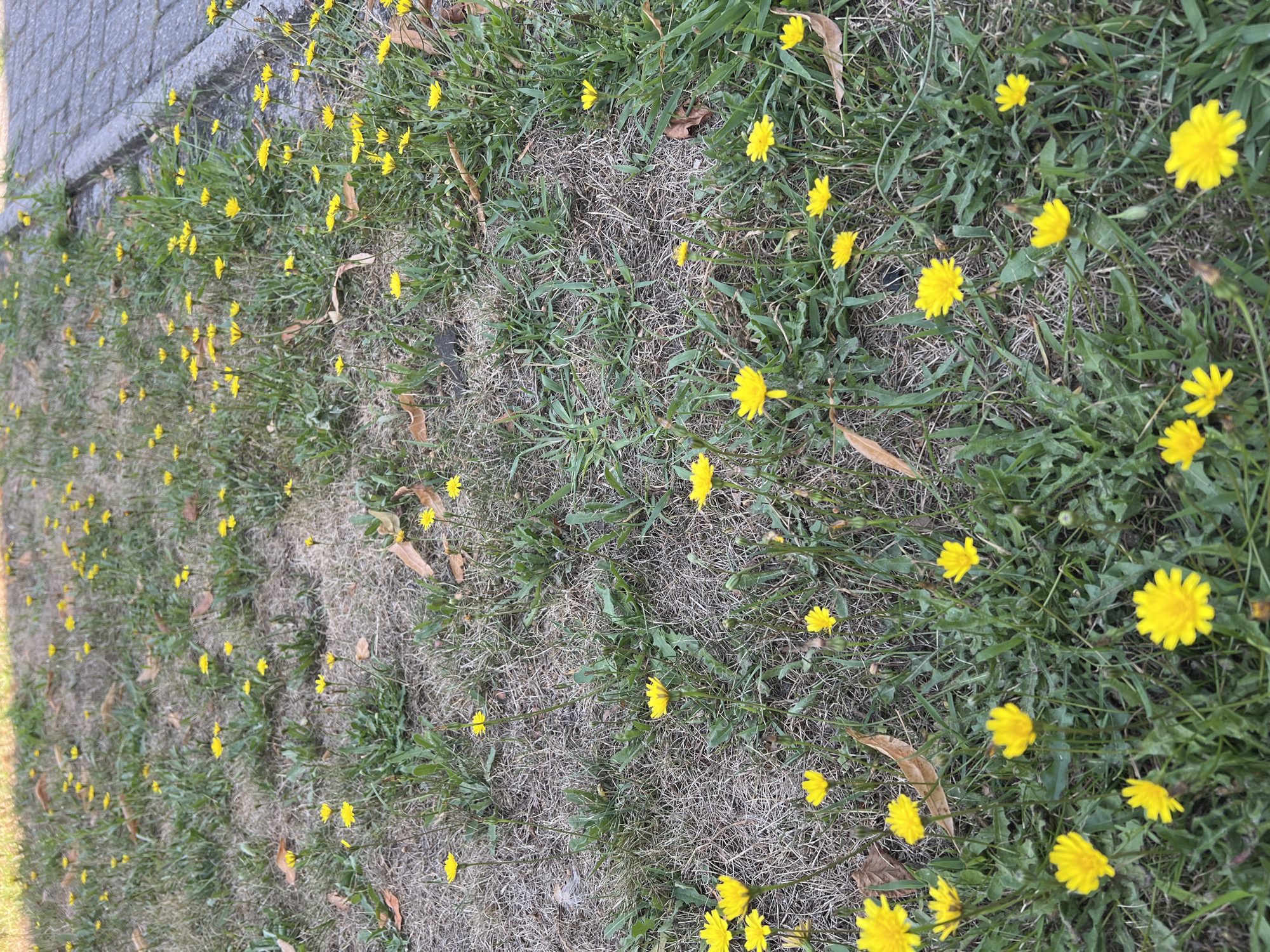 The image shows a patch of dry grass with numerous yellow dandelions growing amongst it. The dandelions are in various stages of bloom, with some fully open and others still in bud. The grass is patchy and appears somewhat dry, with some fallen leaves scattered throughout. To the right of the grassy area, a paved walkway made of grey interlocking stones is visible. The scene suggests an outdoor environment, possibly a park or a roadside verge in an urban setting, given the presence of the paved walkway. There are no people or animals visible in the image. The lighting suggests it is daytime, likely under natural sunlight.