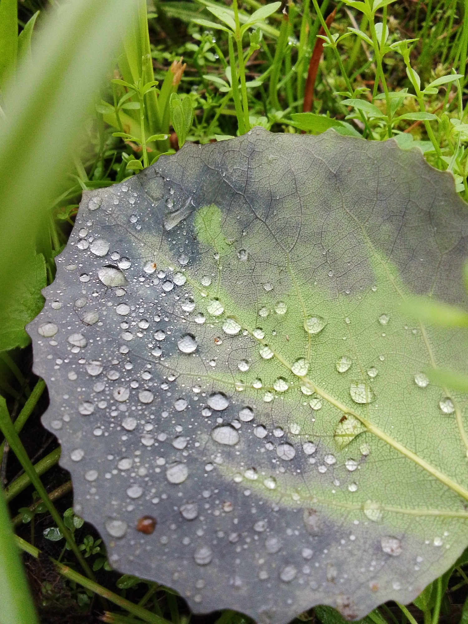 The image is a close-up shot of a leaf covered in water droplets, resting on the ground amidst green grass and other vegetation. The leaf has a distinct texture with visible veins and is partially dark gray and partially green, suggesting it may be decaying or a part of it is in shadow. The water droplets are of various sizes, some small and scattered, others larger and more prominent, reflecting the surrounding environment. The background is filled with lush green foliage, appearing slightly out of focus, creating a shallow depth of field that emphasizes the leaf. There are no people or any discernible man-made objects in the frame. The scene suggests a natural, outdoor setting, possibly after rainfall.
The location of 1-Go Maya, Russia, is not discernible from the image itself, as the photograph provides no geographical markers or clues to its specific location within a city or country.