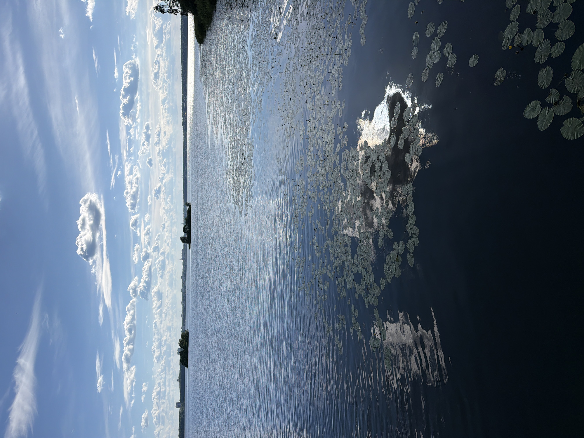 The image depicts a wide, calm lake under a bright blue sky filled with scattered white clouds. The water's surface is mostly smooth, with subtle ripples that catch the sunlight. Numerous lily pads are scattered across the water, some clustered together and others more spread out. In the distance, a distant shoreline is visible, with a line of trees and some buildings suggesting an urban or semi-urban area. Two small, tree-covered islands are present in the middle of the lake. The reflection of the sky and clouds is visible on the water's surface, particularly in the lower half of the image, where a bright patch of sunlight reflects strongly. The overall scene is tranquil and natural, suggesting a peaceful day at the lake. This scene is likely a view of Lake Senezh in Solnechnogorsk, Russia, given the characteristic landscape of islands and the presence of both natural and developed areas along the shoreline. There are no people or specific actions captured in this static landscape view.