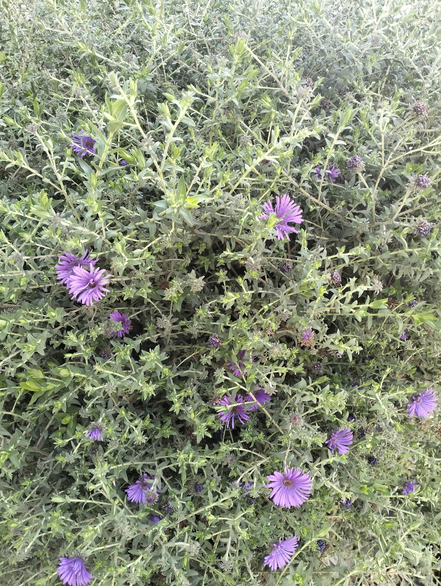 The image depicts a dense cluster of grey-green foliage with scattered small purple flowers. The flowers are star-shaped with thin petals. The scene appears to be outdoors, with the plants growing in a natural or semi-natural setting, possibly a garden or park. The lighting suggests daytime. No specific landmarks or identifying features of Tashkent are visible.