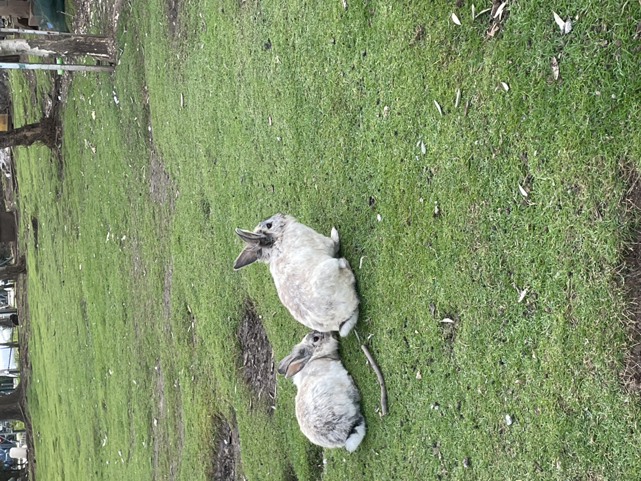 The scene captures two rabbits on a grassy expanse within Budva, Montenegro. In the mid-ground, a larger rabbit, predominantly light-colored with visible grey-brown markings on its ears and back, is positioned facing right. To its immediate left and slightly behind, a smaller rabbit of similar fur pattern appears to be interacting with the posterior of the larger animal. A slender, dark brown twig rests on the green grass between the two subjects. The ground exhibits variations in grass density and minor bare patches. The background consists of multiple tree trunks and green foliage, suggesting a park or garden environment under natural, diffused lighting. No human figures are visible.