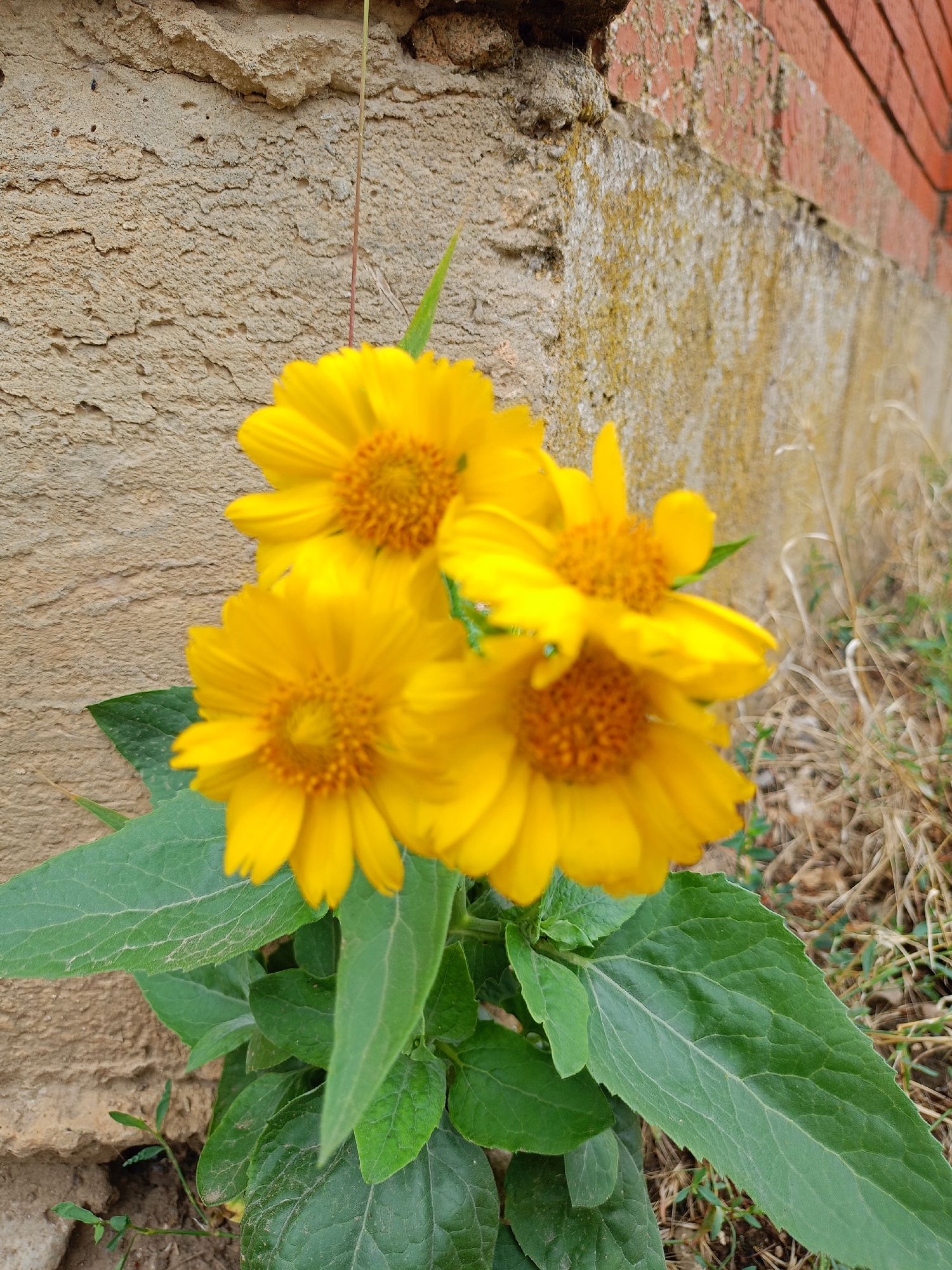 In Baurci, Moldova, a close-up photograph captures a cluster of four bright yellow flowers with orange centers, their petals slightly curled. The flowers are in focus, with prominent green leaves visible below them. In the background, a textured, rough stone wall, possibly part of a building, is to the left, and a red brick wall is to the upper right. Dry, brown grass and sparse green vegetation fill the rest of the background, suggesting an outdoor setting. The lighting indicates it is daytime, with no people present in the scene.