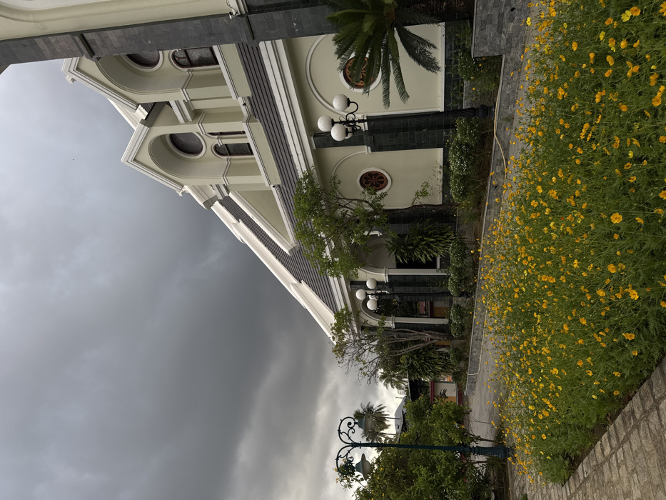 An exterior, eye-level photograph captures the Nha Trang Cathedral (Christ the King Cathedral) in Nha Trang, Vietnam, under a uniformly dark grey, overcast sky. The large, Gothic Revival-style building occupies the right and upper-middle portions of the frame, presenting pale cream-colored walls, dark grey tiled roofs, and prominent dark grey stone trim on its pilasters and lower sections. Multiple gabled dormer windows with arched and circular designs are visible along the steep roofline. The visible side facade features several arched recesses and circular decorative windows with reddish-brown frames.
In the immediate foreground, a dense bed of bright yellow flowers, consistent with Cosmos, stretches across the lower-middle and right-middle of the image. This flower bed is bordered on the left by a light-colored brick-paved pathway. Two ornamental street lamps are present: one dark green with two globes on the far left, and another black lamp with three spherical white globes positioned closer to the cathedral's facade on the right. Lush green landscaping, including various shrubs, small trees, and a palm tree on the far right, frames the base of the building. Distant palm trees and partial structures are faintly visible on the far left, beyond the pathway. No individuals or discernible actions are depicted within the scene.