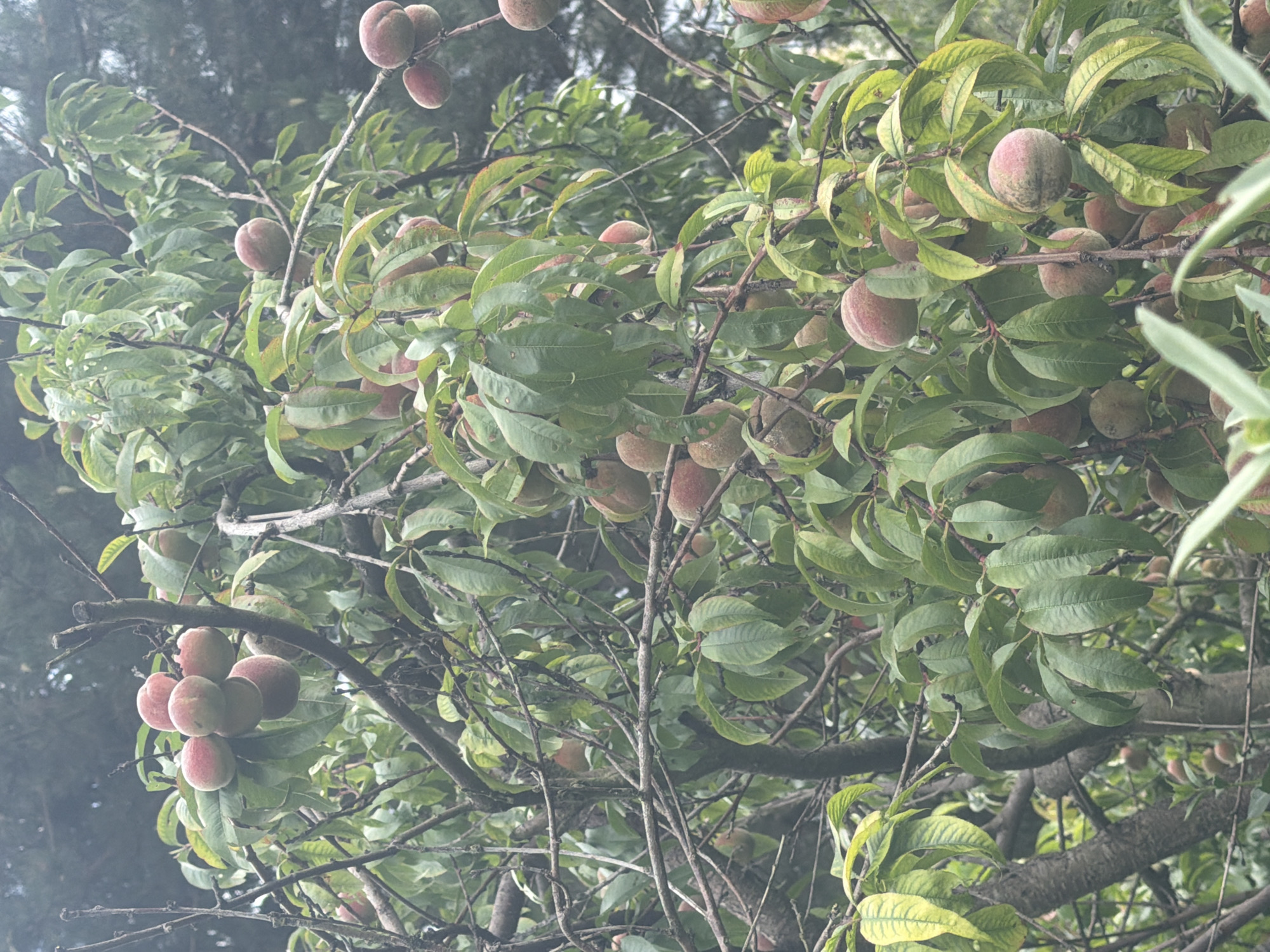 The image shows a close-up, eye-level view of a peach tree heavily laden with ripening peaches. The peaches vary in color from pale pink and yellow to deeper reds, with some showing a fuzzy texture. They are clustered on branches amidst abundant green leaves, some of which exhibit yellowing, suggesting the late summer or early autumn season. The branches are gnarled and brown, with some dead twigs visible. The background is out of focus, consisting of dense green foliage and possibly other trees, creating a natural, somewhat overgrown setting. There is no indication of the specific location within Szczecin, Poland; it is a general depiction of a fruit-bearing tree in a natural or garden environment. There are no people or animals present in the image, and no actions or interactions are depicted.