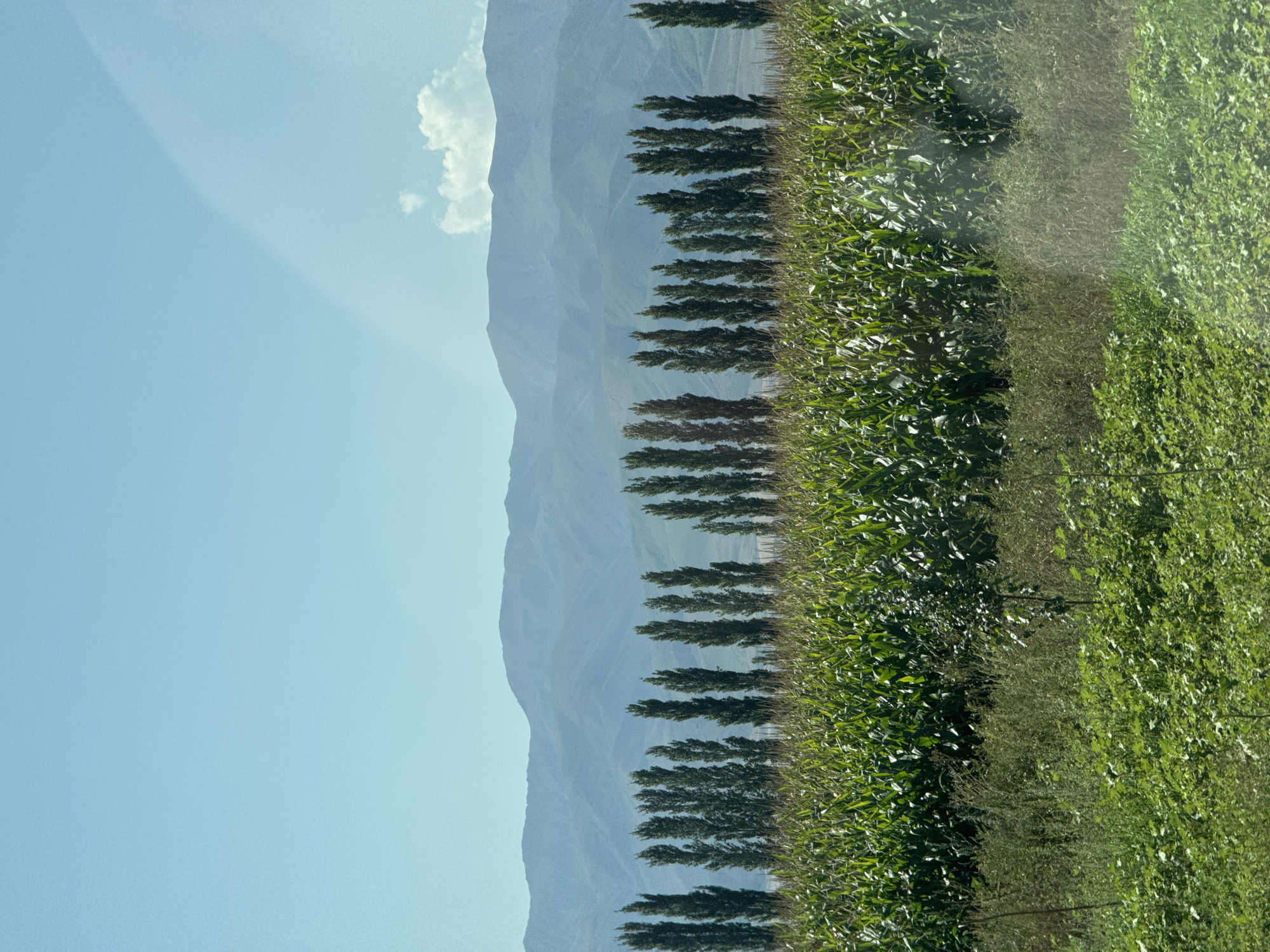 A daytime, medium shot captures a landscape scene near Chym-Korgon, Kyrgyzstan. A field of green corn, with tassels visible, dominates the foreground and midground. Behind the cornfield, a row of tall, slender trees stands in a line, their dark green foliage contrasting with the lighter green of the crops. Beyond the trees, several layers of hazy blue mountains recede into the distance under a clear, pale blue sky. A faint, arced rainbow or lens flare is visible in the upper right portion of the sky. The scene appears tranquil, with no people or animals present. The environment suggests a rural agricultural setting.
