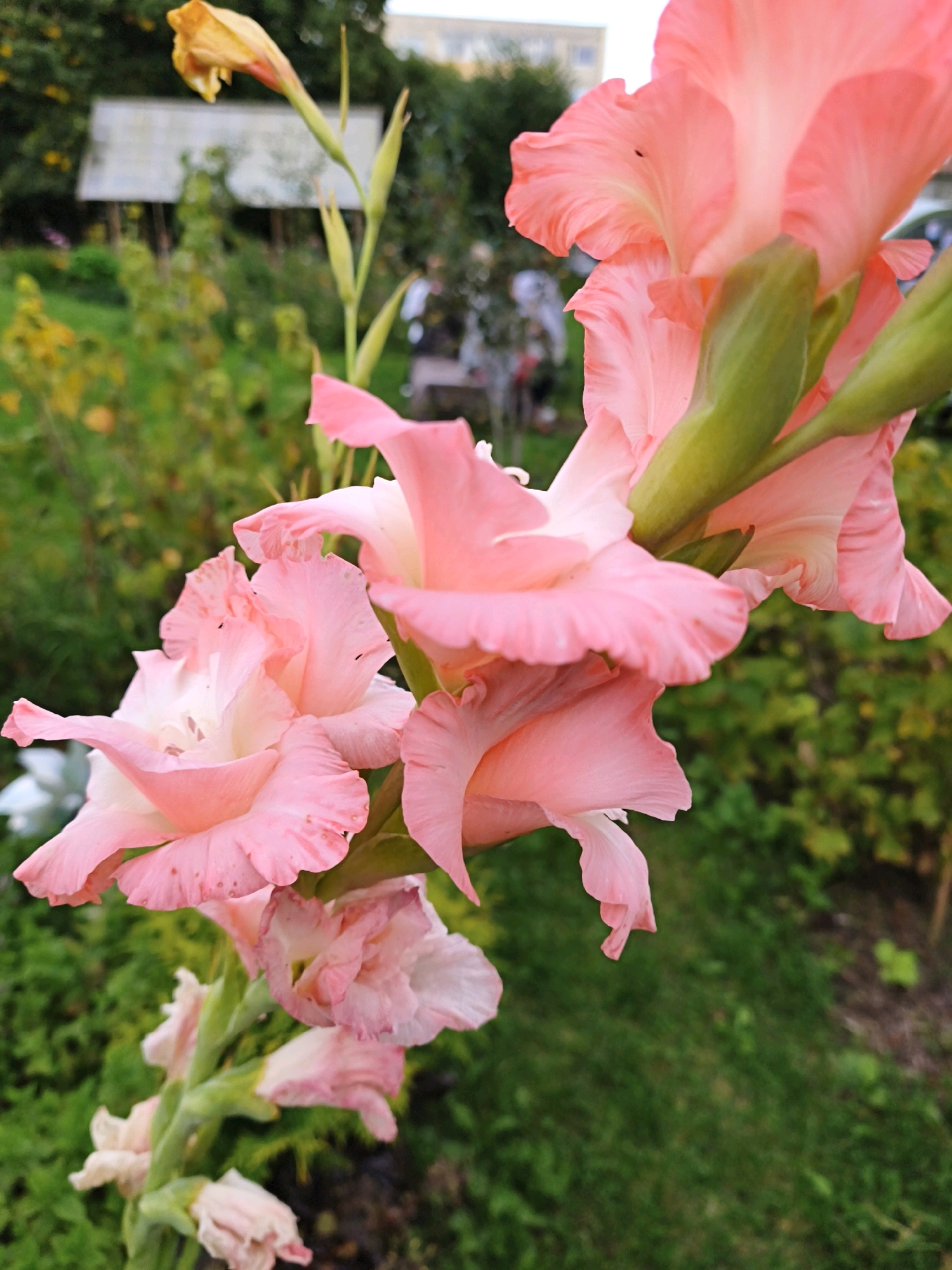 This is a close-up, low-angle photograph of a gladiolus plant with several pink blooms in various stages of opening. The flowers have ruffled petals and are arranged vertically along a green stem. Some smaller buds are visible at the bottom of the stem, one of which appears to be yellow. The background is blurred, showing green foliage and hints of a building or structure, suggesting an outdoor setting such as a garden or park. There are no people or discernable actions taking place. The image is detailed and focused on the texture and color of the flowers.