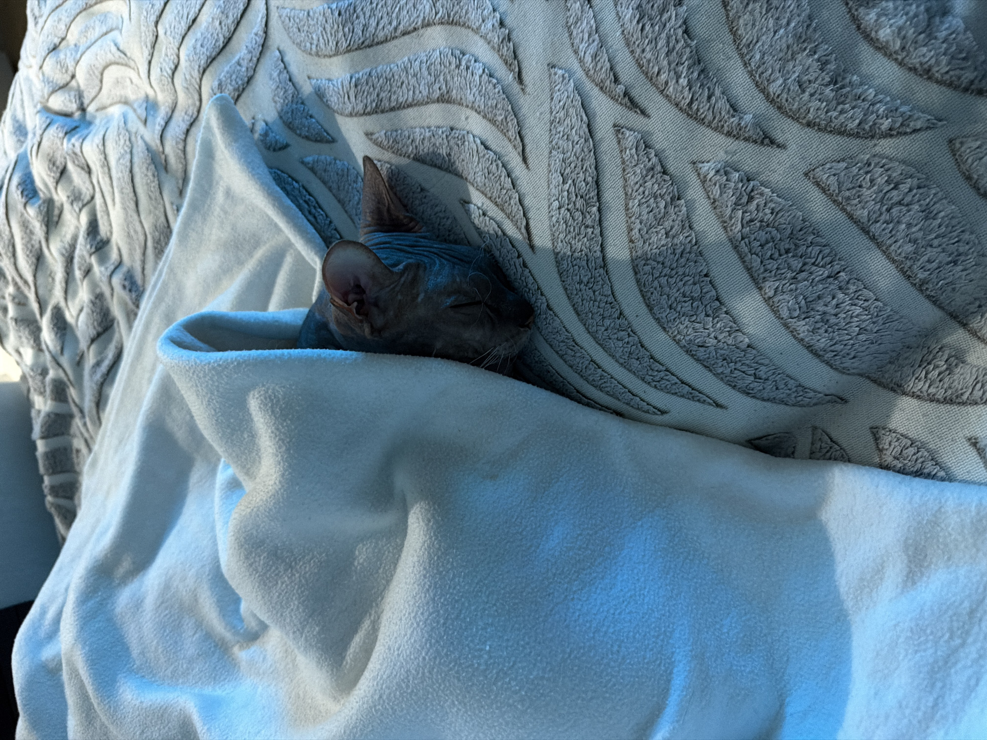 A hairless cat, likely a Sphynx, is sleeping nestled within a light blue blanket. The cat's head is visible, tucked into the blanket, with its eyes closed and ears perked slightly. The background consists of a textured grey surface with a pattern resembling stylized leaves or feathers, possibly a blanket or bedspread. The lighting suggests an indoor setting, with a cool blueish hue cast on the blanket. There is no information available regarding the specific location in Izhevsk, Russia.