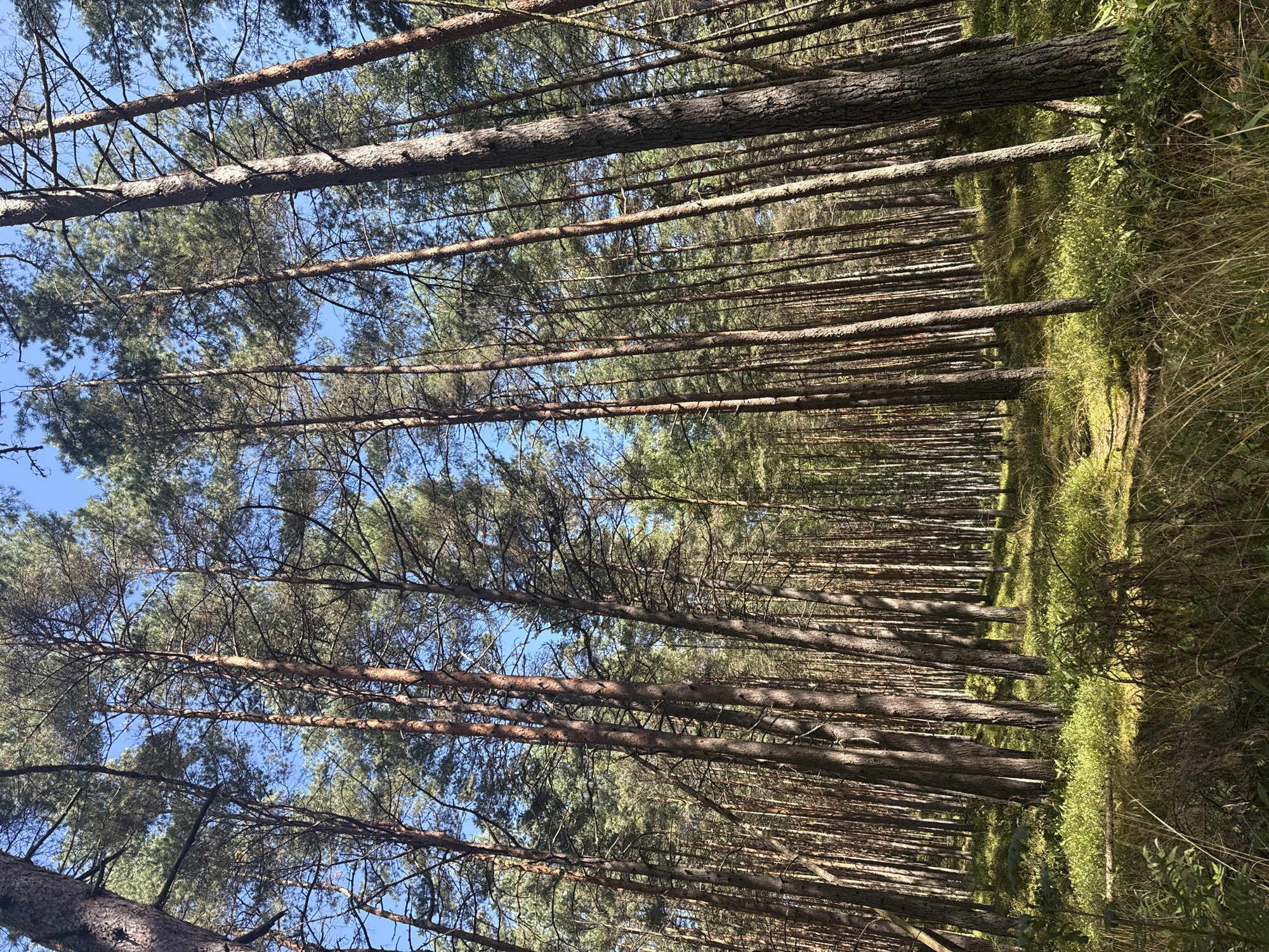 The image captures a dense pine forest with tall trees dominating the frame, their trunks rising towards a clear blue sky. The ground is covered in lush green grass and vegetation, with dappled sunlight filtering through the canopy, creating a mosaic of light and shadow. A narrow dirt path winds through the undergrowth, suggesting a natural trail. The scene is set in Kalngale, Latvia, a location known for its coastal pine forests. There are no people or animals visible in the image, emphasizing the natural and undisturbed state of the environment. The overall impression is one of serene and untouched nature.