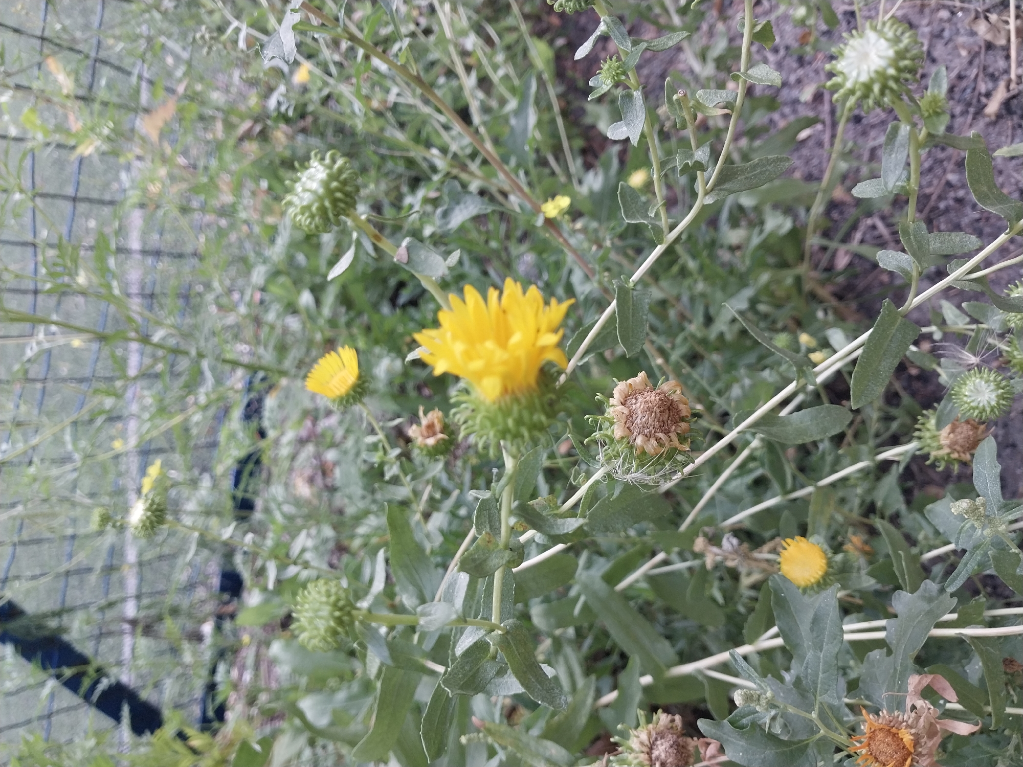 The image shows a close-up view of a plant with yellow flowers and green buds, set against a blurred background of vegetation and a fence. The plant appears to be in a natural or semi-natural outdoor setting, possibly a garden or park. There are no people or animals visible in the image. The lighting suggests it is daytime. The image does not provide any specific details that would allow for the identification of its location within the city of Dnipro, Ukraine.