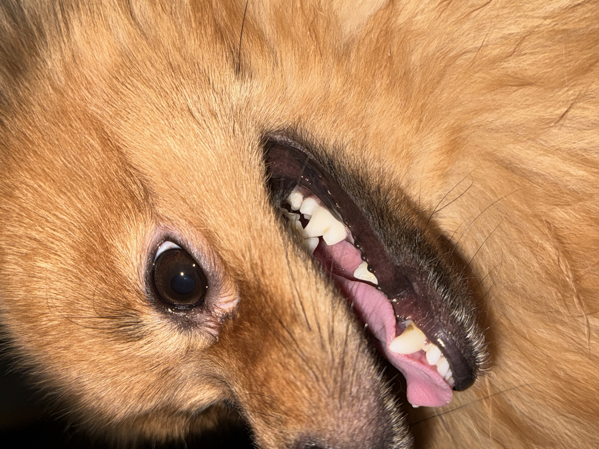 A close-up photograph shows a dog's face, specifically the eye, mouth, and teeth. The dog has brown fur. Its mouth is open, revealing its pink tongue and white teeth. The dog's eye is dark and reflective. The image provides no information about the city of Khimki, Russia.
