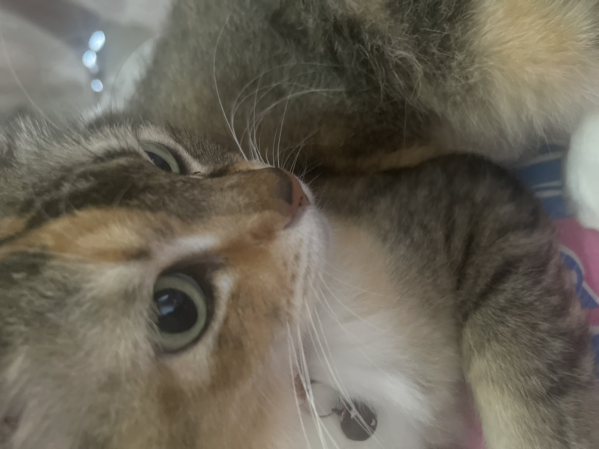 The image is a close-up, low-angle shot of a calico cat's face. The cat's left eye, with its green iris and black pupil, is in focus, while its right eye is partially visible. The cat's fur displays a mix of brown, grey, white, and orange. A small, dark circular tag is attached to a white collar around the cat's neck. The background is blurred, but appears to be a soft surface with some shiny, out-of-focus lights. The scene is indoors, and there is no indication of the city or any specific location.