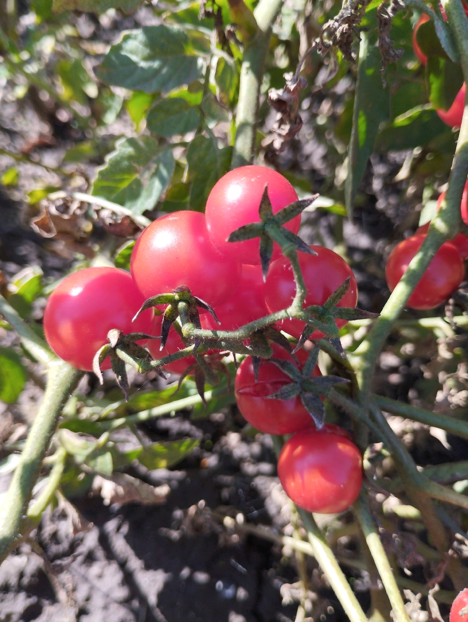 A cluster of ripe, red cherry tomatoes hangs from a vine in what appears to be a garden. The tomatoes are round and glossy, with visible green sepals at their tops. The vine has green stems and leaves, some of which are dry and brown. The background consists of dark soil, also with some dry leaves and scattered small white or light-colored specks, possibly small stones or debris. The lighting suggests it is daytime, with sunlight casting shadows and highlighting the sheen on the tomatoes. The image is a close-up shot, focusing on the tomatoes and the immediate plant structure. There are no people or animals present. The overall scene depicts a close-up view of a tomato plant ready for harvest in an outdoor setting. The location is Unknown, Unknown.
