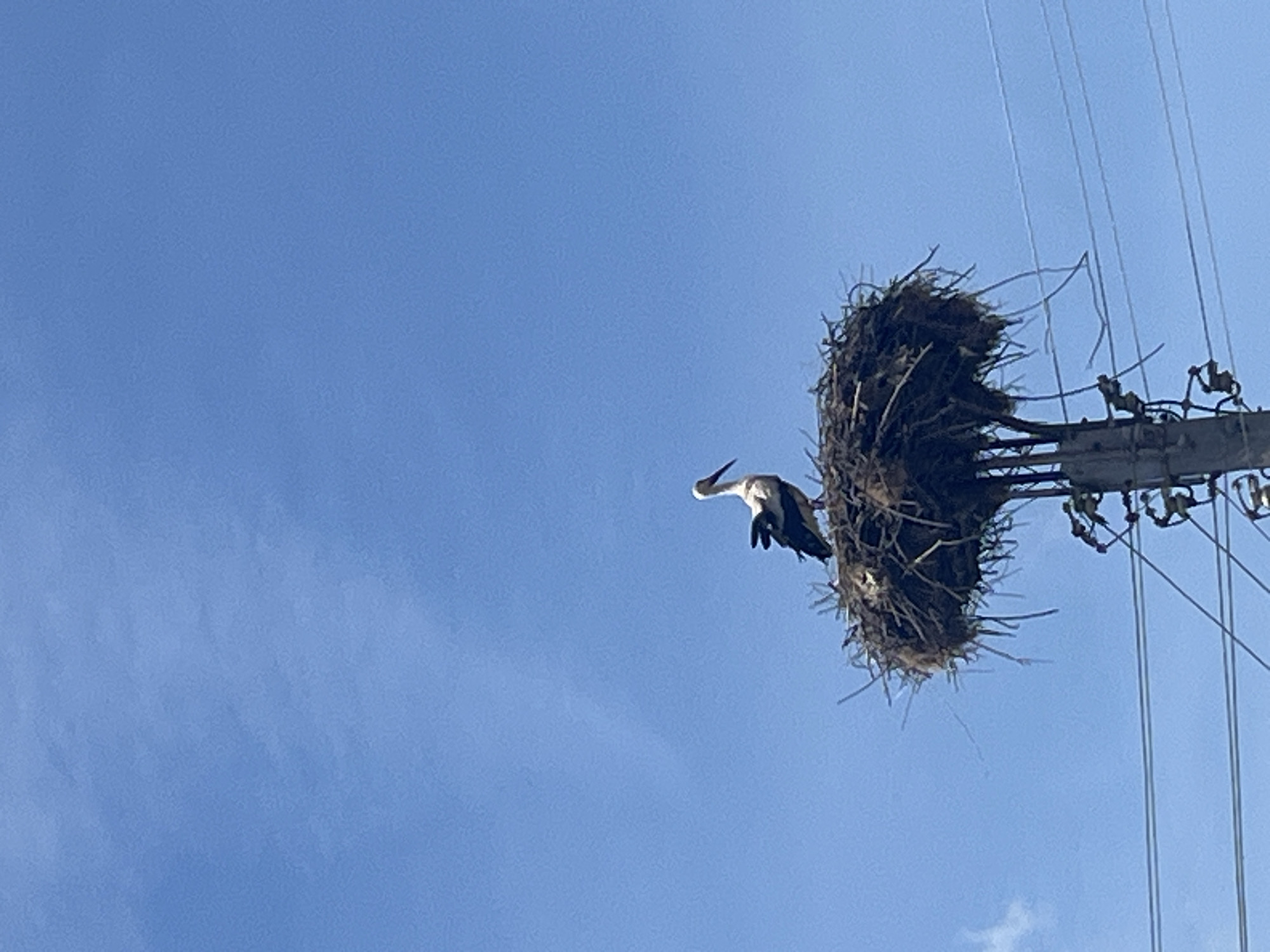A low-angle, wide-shot photograph depicts a stork nest atop a utility pole against a bright blue sky with faint clouds. The nest, composed of sticks and dried vegetation, is substantial in size and partially obscures the utility pole's equipment, which includes insulators and wires. A stork, predominantly white with some dark plumage, is perched on the edge of the nest, facing left. The location of the photo is assumed to be Sadovets, Bulgaria.