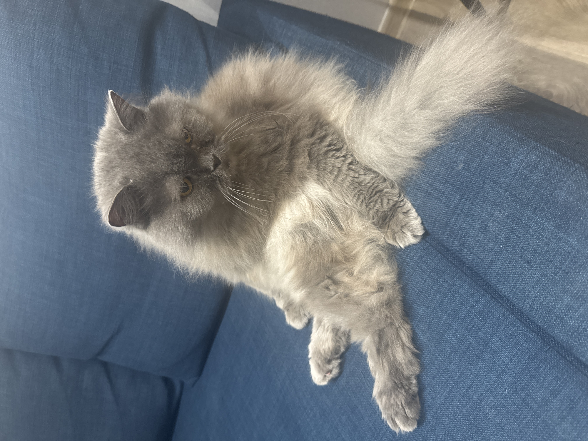 A gray, fluffy cat is lying on a blue textured surface. The cat is positioned diagonally across the frame, with its head near the top left corner. Its tail extends towards the top right corner. The background is out of focus. The location is not discernible, and there is no information available to suggest this is Izhevsk, Russia.