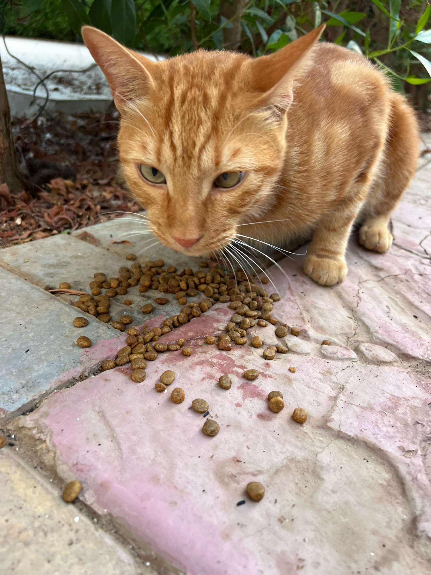 An orange tabby cat is eating kibble from a paved surface in Sharm El Sheikh, Egypt. The cat is crouched down, its head lowered towards a pile of dry cat food scattered on the ground. The paving stones are worn and uneven, with patches of pink and grey discoloration. Green foliage and fallen leaves are visible in the background, suggesting an outdoor environment. The lighting indicates daytime, with soft shadows.