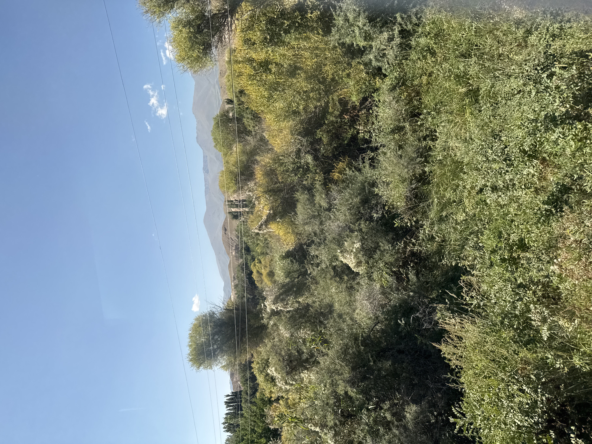 An eye-level, full shot captures a dense, overgrown landscape with a clear blue sky above and hazy mountains in the distance. The foreground is dominated by thick, green foliage, with tall grasses and smaller bushes filling the lower half of the frame. Further back, larger trees and shrubs create a textured canopy, some showing hints of yellowing leaves. A few wispy clouds drift across the sky, and power lines are visible strung horizontally across the upper portion of the image. The scene appears to be a natural, undeveloped area, possibly on the outskirts of a settlement given the presence of power lines and the distant mountainous backdrop.