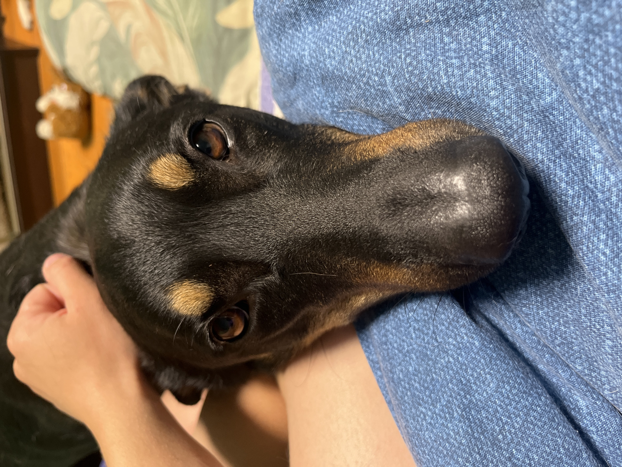 A close-up, eye-level shot shows a black and tan dog resting on a person's lap, with a hand gently stroking its head. The dog's face fills most of the frame, with its dark brown eyes looking directly at the camera. The background is blurred, showing a patterned blanket and what appears to be a small, fuzzy object on a surface. The lower part of the image features the textured blue fabric of the person's clothing. This image was taken indoors, likely in a residential setting, and has no discernible connection to Nizhny Tagil, Russia.