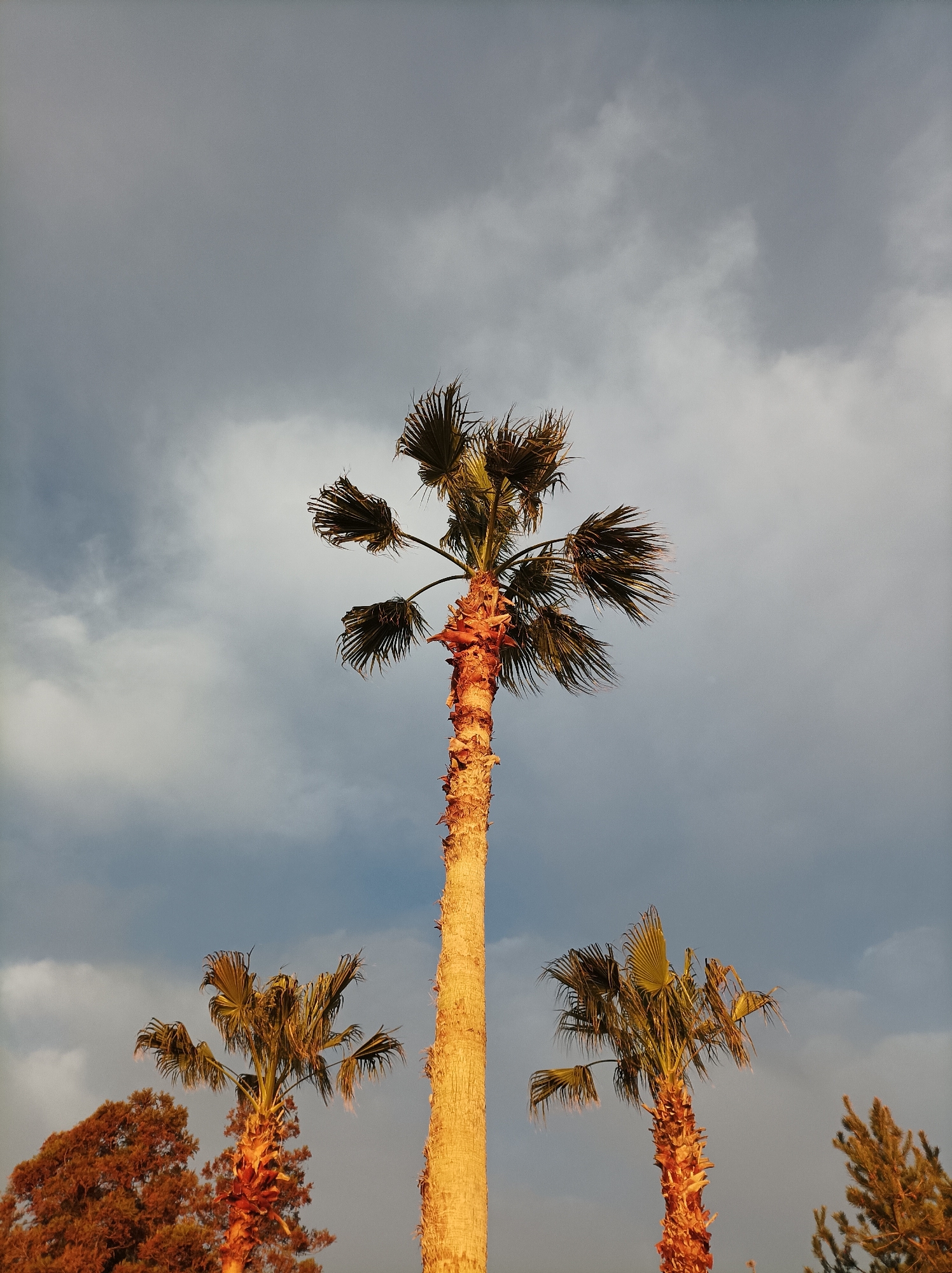 The scene depicts an outdoor environment in Batumi, Georgia, observed from a low angle looking upwards towards the sky. The primary subject is a tall palm tree positioned centrally, featuring a textured, golden-brown trunk and dark green, fanning fronds, extending from the lower middle to the upper portion of the frame. To the lower left, a shorter palm tree with a similar golden-brown trunk and dark green fronds is partially visible, positioned in front of a dense tree with reddish-brown foliage. Another shorter palm tree with a golden-brown trunk and dark green fronds is present on the lower right, adjacent to the upper section of a coniferous tree. The sky is overcast, characterized by various shades of gray clouds with lighter, brighter areas. The tree trunks and some foliage are illuminated by a warm, golden light, indicating a low sun angle. No human subjects, animals, or man-made objects are discernible within the frame.