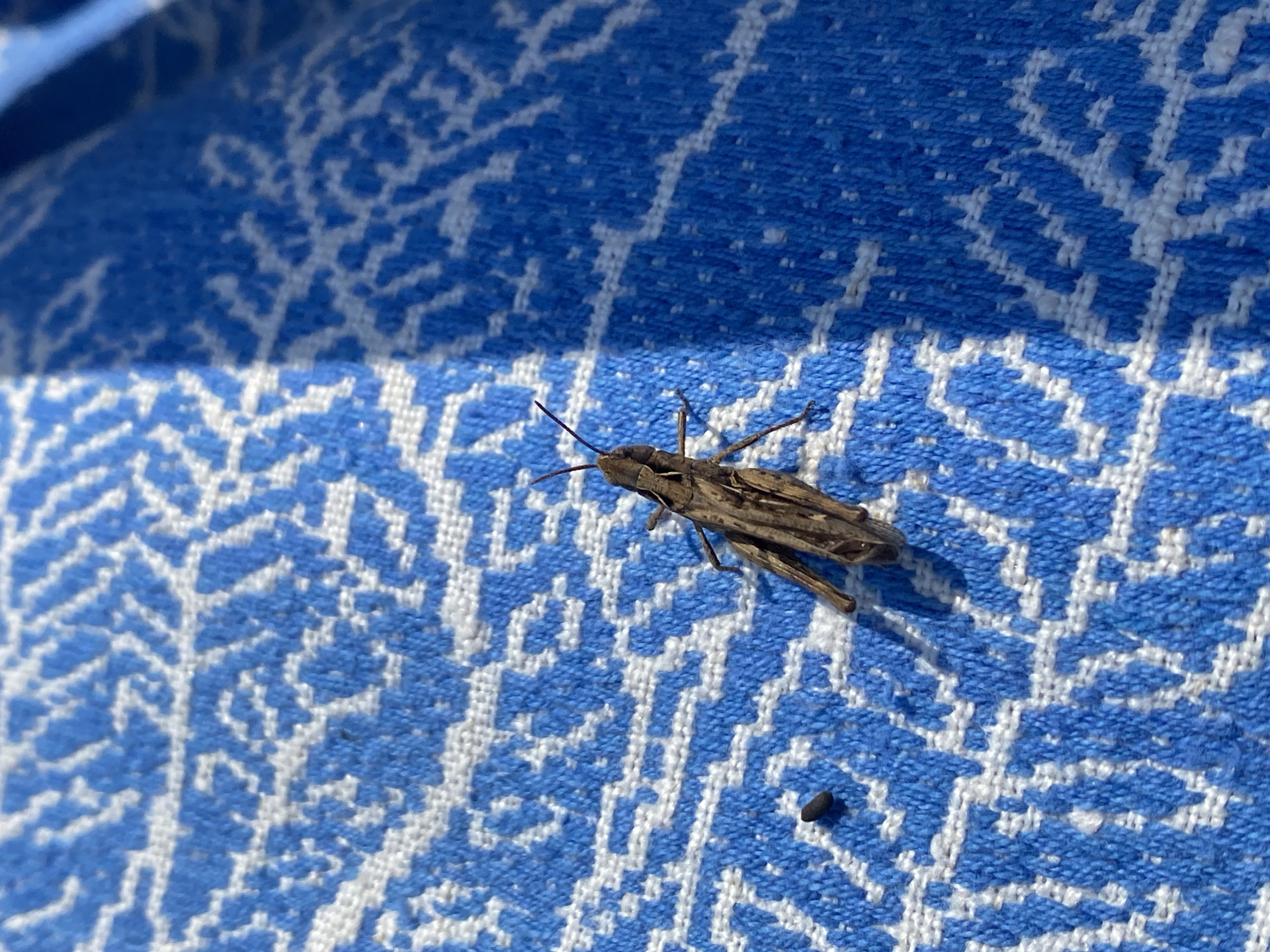 A brown grasshopper is shown on a blue and white patterned fabric, possibly a towel or blanket. The fabric is textured, with a repeating geometric design. To the left of the grasshopper, there is a small, dark object, possibly an insect dropping. Sunlight casts a shadow on the fabric to the right of the grasshopper, suggesting it is outdoors during the day. The location is not specified to be in Novosibirsk, Russia.