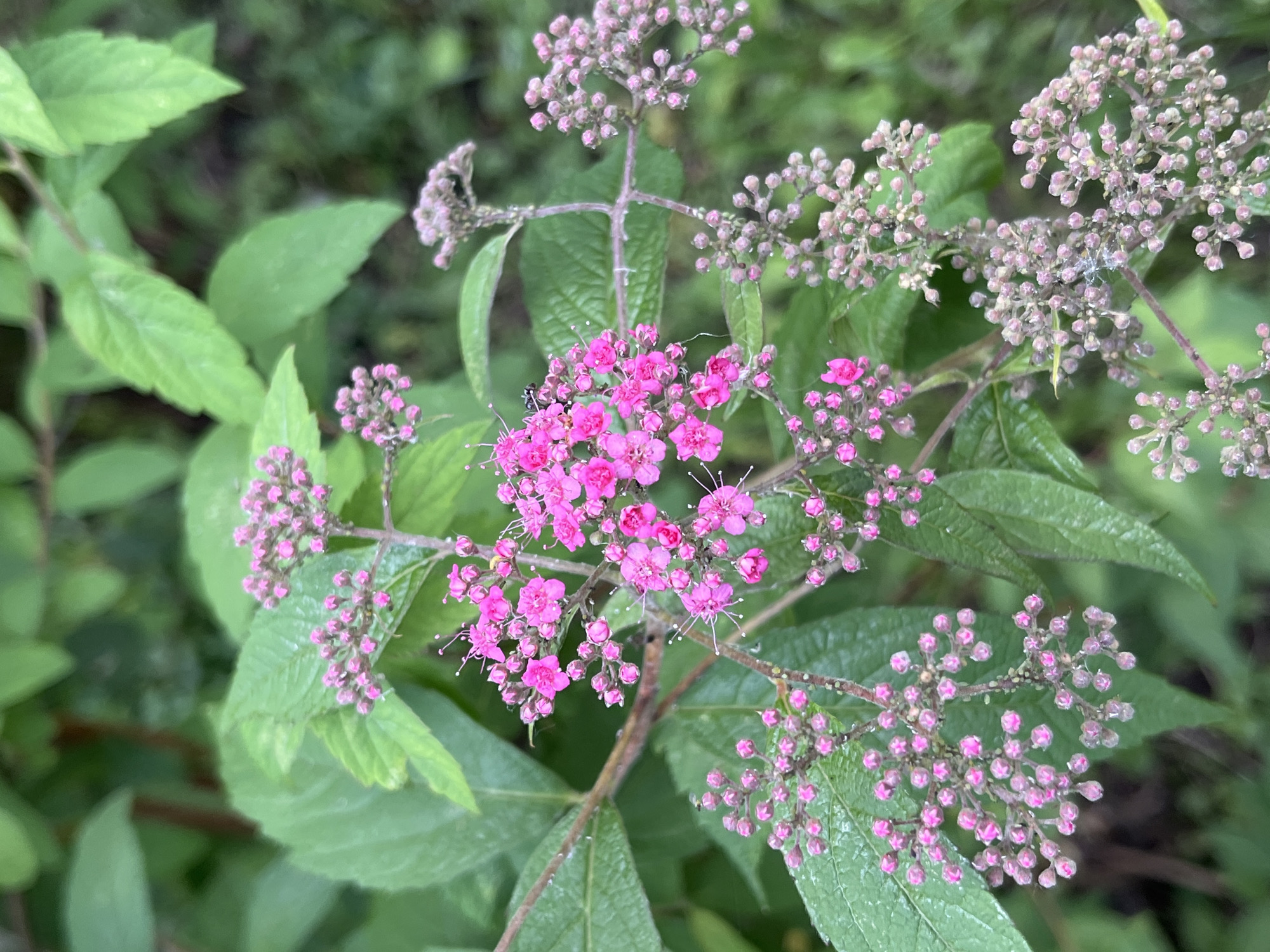 This is a close-up, eye-level, vertical shot of a flowering plant with small pink blooms. The plant has lush green leaves and is set against a soft, blurred background of more greenery. There appear to be some water droplets on the petals, suggesting it may have recently rained or been watered. The focus is on the delicate clusters of flowers, some of which are fully open, revealing their intricate structure, while others are still in bud. The lighting is natural and somewhat diffused, creating soft shadows. The image does not contain any people or identifiable structures, making it impossible to determine a specific location within Moscow, Russia.