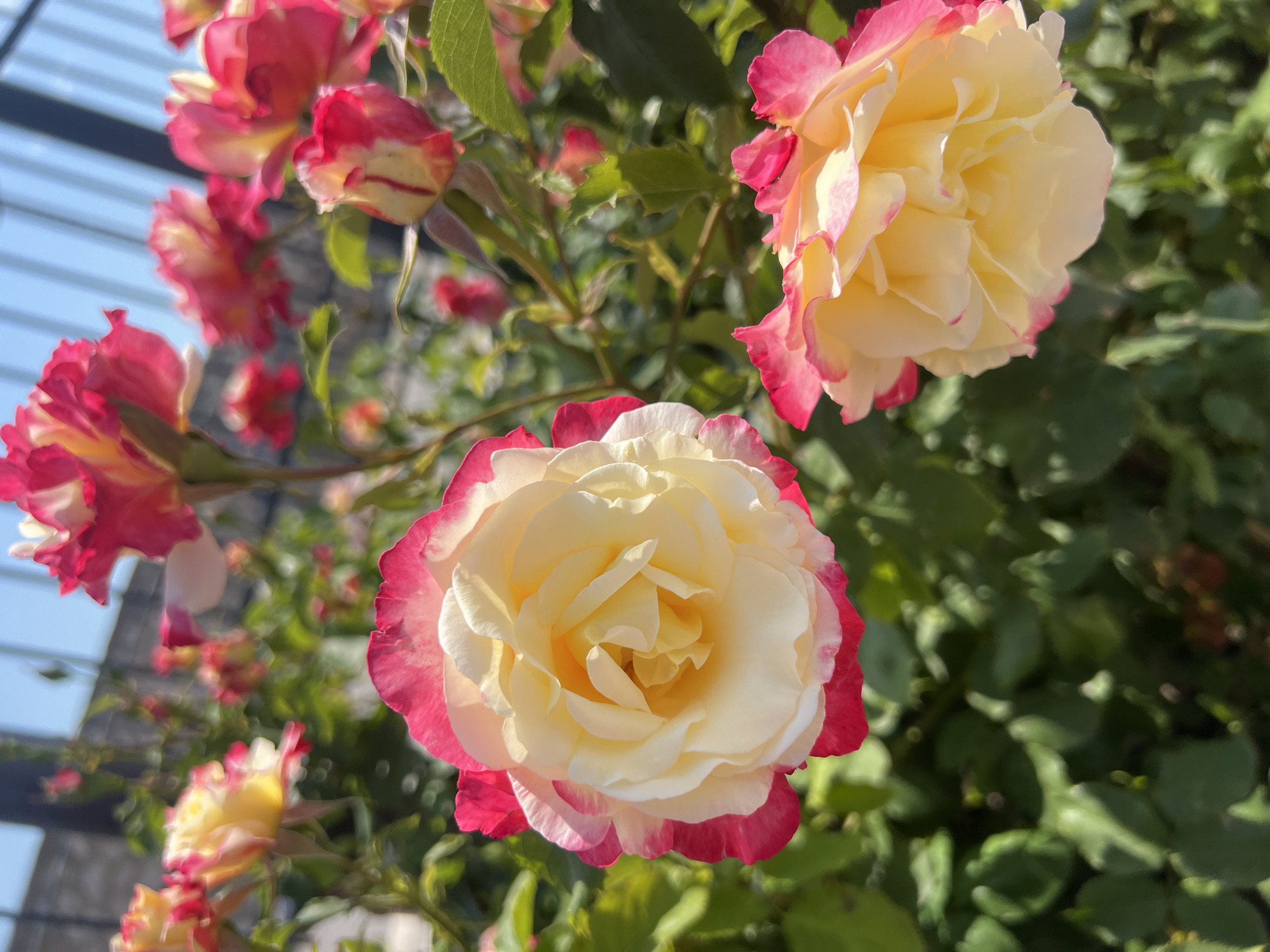 This vibrant image captures a close-up of bi-colored roses in a sunny garden setting, likely in Varna, Bulgaria. The main subjects are several roses, with two prominent, fully bloomed flowers in sharp focus—one positioned centrally towards the bottom and another at the top right. These roses showcase delicate cream or pale yellow centers, gradually transitioning to a vivid pink or reddish-pink along the edges of their petals.
Lush green foliage surrounds the roses, appearing softly blurred in the background and mid-ground, indicating a deep and thriving rose bush or garden bed. In the upper left portion of the image, a clear blue sky is visible, partially intersected by dark, horizontal lines, which might be part of a trellis, pergola, or a building structure.
The scene is bathed in bright, natural sunlight, creating clear highlights on the petals and suggesting a warm, clear day. The shallow depth of field effectively isolates the beautiful flowers, drawing the viewer's attention to their intricate details and striking color transition. There is no visible text in the image. The overall impression is one of natural beauty, vibrancy, and a peaceful outdoor atmosphere.