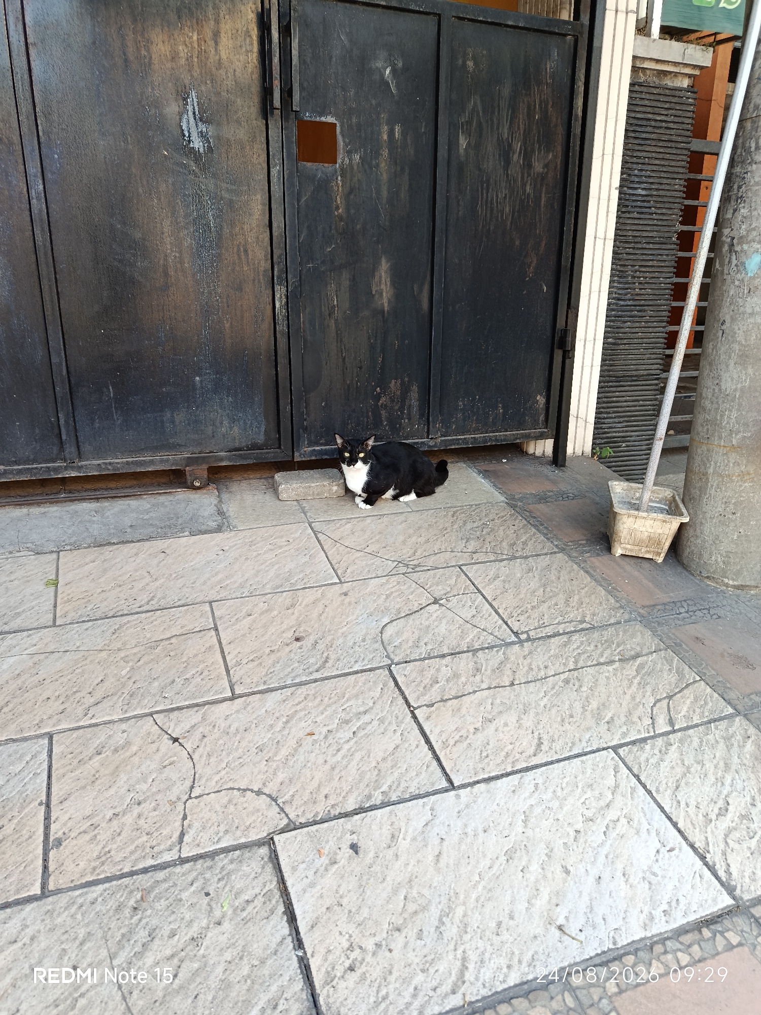 A black and white cat is sitting on a tiled pathway in front of a dark, weathered metal gate. The gate appears to be made of large, vertically oriented panels. To the right of the gate is a tall, ribbed structure and a thick, grey cylindrical pole, possibly a utility pole. A light-colored, rectangular plastic container with a broom handle inserted into it is positioned on the pathway near the pole. The pathway is paved with large, irregularly shaped stone tiles that show some signs of wear and cracking. The scene is outdoors, and the lighting suggests it is daytime. The timestamp "24/08/2026 09:29" and "REDMI Note 15" are visible in the bottom right and left corners of the image, respectively. The location is specified as Keboansikep, Indonesia.