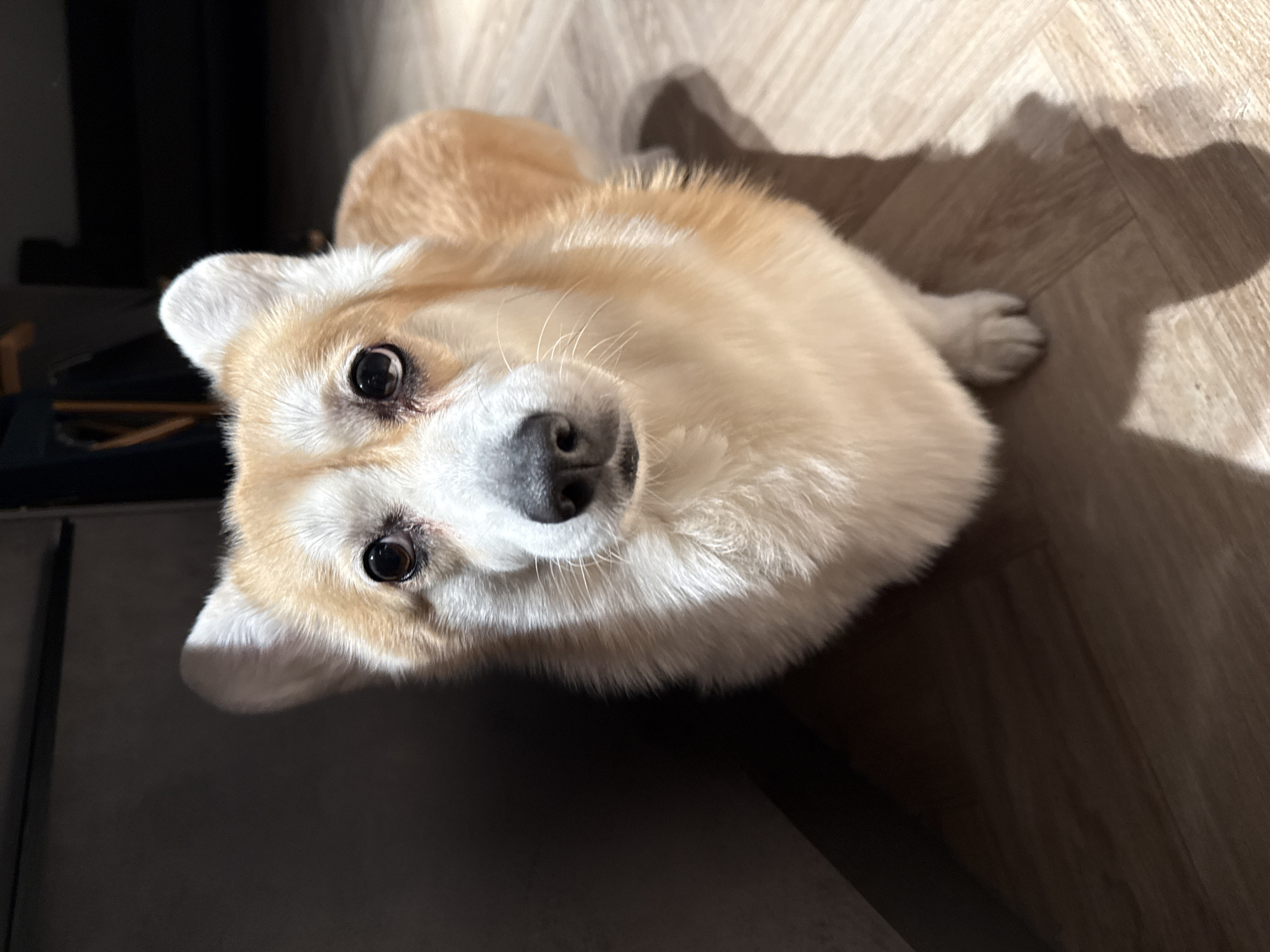 A medium, high-angle shot of a tan and white corgi dog is presented against a background of light-colored wooden floorboards. The dog is positioned in the center, gazing upward towards the camera with a soft, pleading expression. The dog's eyes are dark and the nose is a darker gray. The dog is partially positioned near a dark-colored object or surface, which is likely a piece of furniture. A shadow is visible on the floorboards. There is no indication of the location of Krasnoyarsk, Russia, in the image.