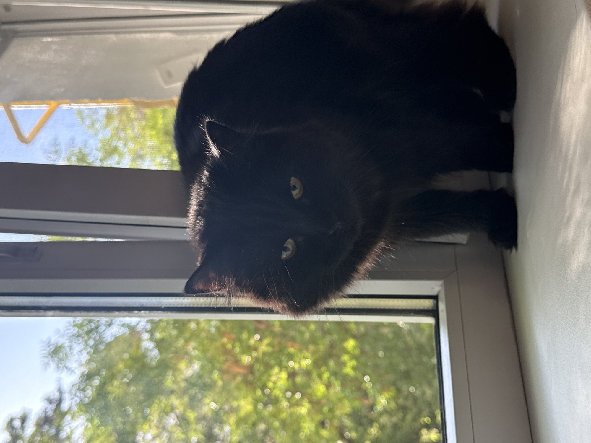 A medium shot depicts a fluffy black cat perched on a white window sill inside a building. Outside the window, blurred green trees and a blue sky are visible. The cat's face is partially obscured by shadows, but its eyes are visible. The location is specified as Rostov-on-Don, Russia, but there are no other details in the scene that confirm the location.