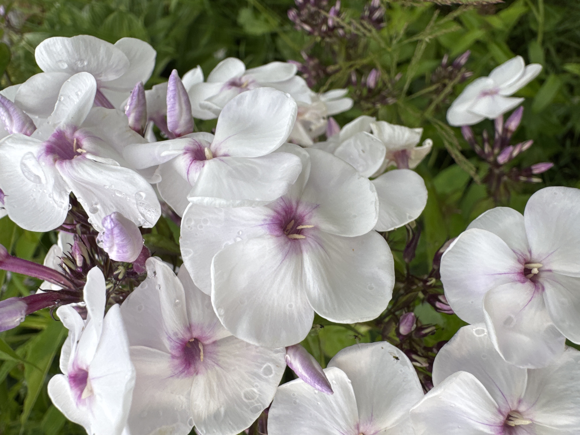 This media file is a close-up, eye-level shot of white phlox flowers with purple centers, some with water droplets on their petals. The flowers are in bloom, with some buds still closed and pointed. The background is blurred green foliage, suggesting a garden or natural setting. The lighting suggests it is daytime, possibly after rain due to the water droplets. There are some small insects visible on the petals. The image appears to be taken in Старое Михайловское, Russia, as indicated by the location context, which may suggest a summer or early autumn setting when phlox typically blooms. No text is visible in the image.