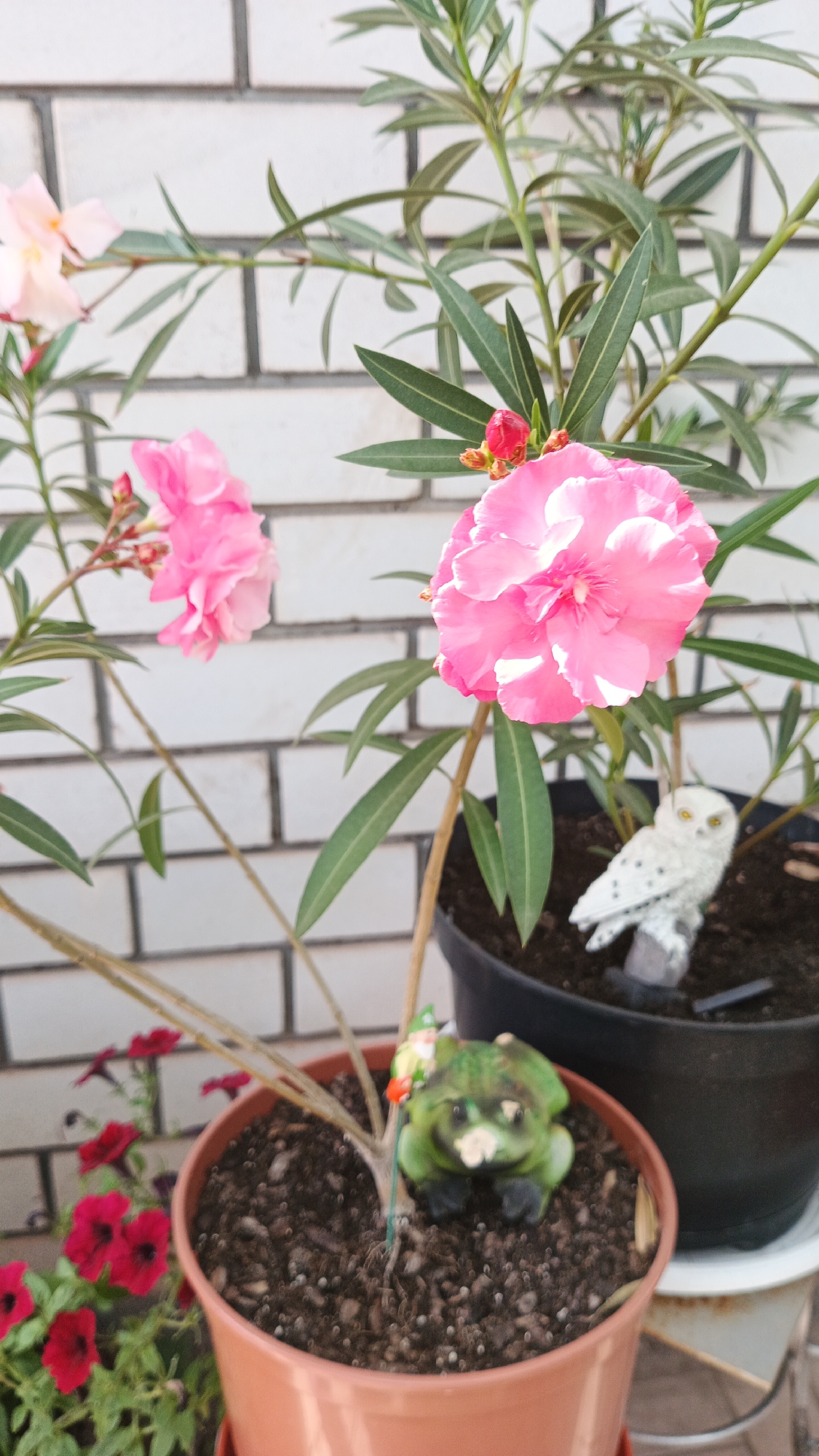 The image depicts a close-up view of potted plants on what appears to be a balcony or patio, with a white brick wall in the background. In the foreground, a terracotta pot contains dark soil with small green sprouts and a decorative garden gnome with a frog. To the left, several red petunias are in bloom. Behind these, a larger black pot holds an oleander plant with vibrant pink flowers and long, narrow green leaves. A small, white owl figurine with yellow eyes is placed in the black pot next to the oleander. The scene is illuminated by natural light, casting soft shadows. The location is identified as Kryvyi Rih, Ukraine. There are no people visible in the image.