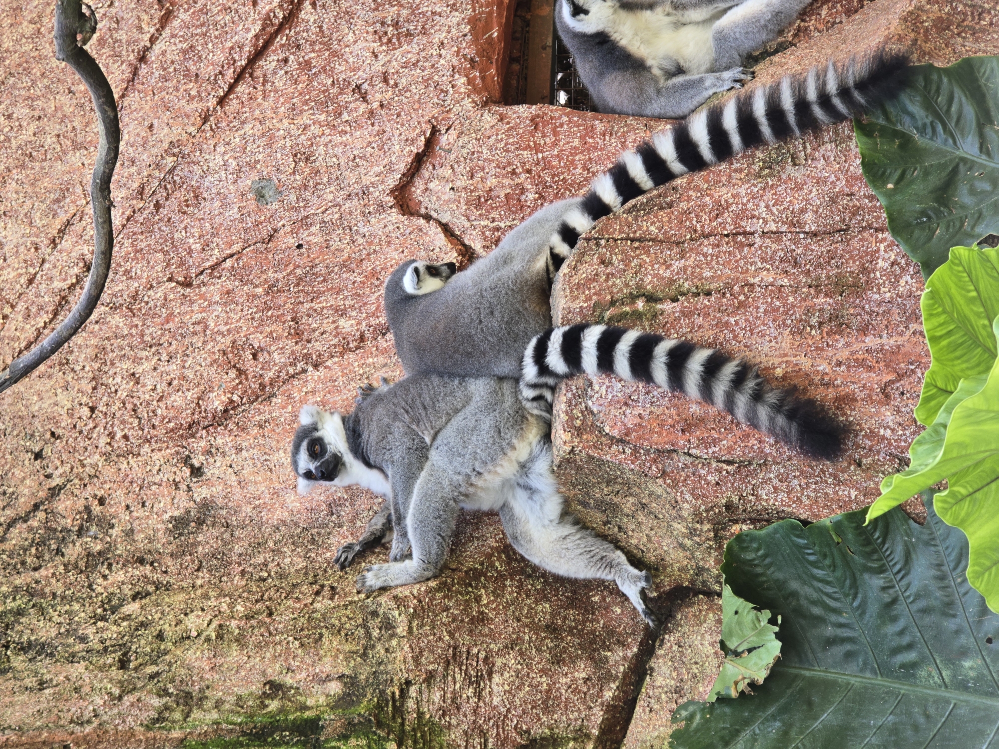 The image captures three ring-tailed lemurs on a textured, reddish-brown rock surface. One lemur is positioned in the lower left corner, facing towards the left of the frame, while another sits on its back. The tails of these two lemurs, black and white striped, extend upwards and diagonally across the rock. A third lemur can be seen partially in the upper right corner, its body obscured, with only its tail visible. Large green leaves appear to the right of the lemurs. A bare branch is located near the top left of the frame. The location is not specified.