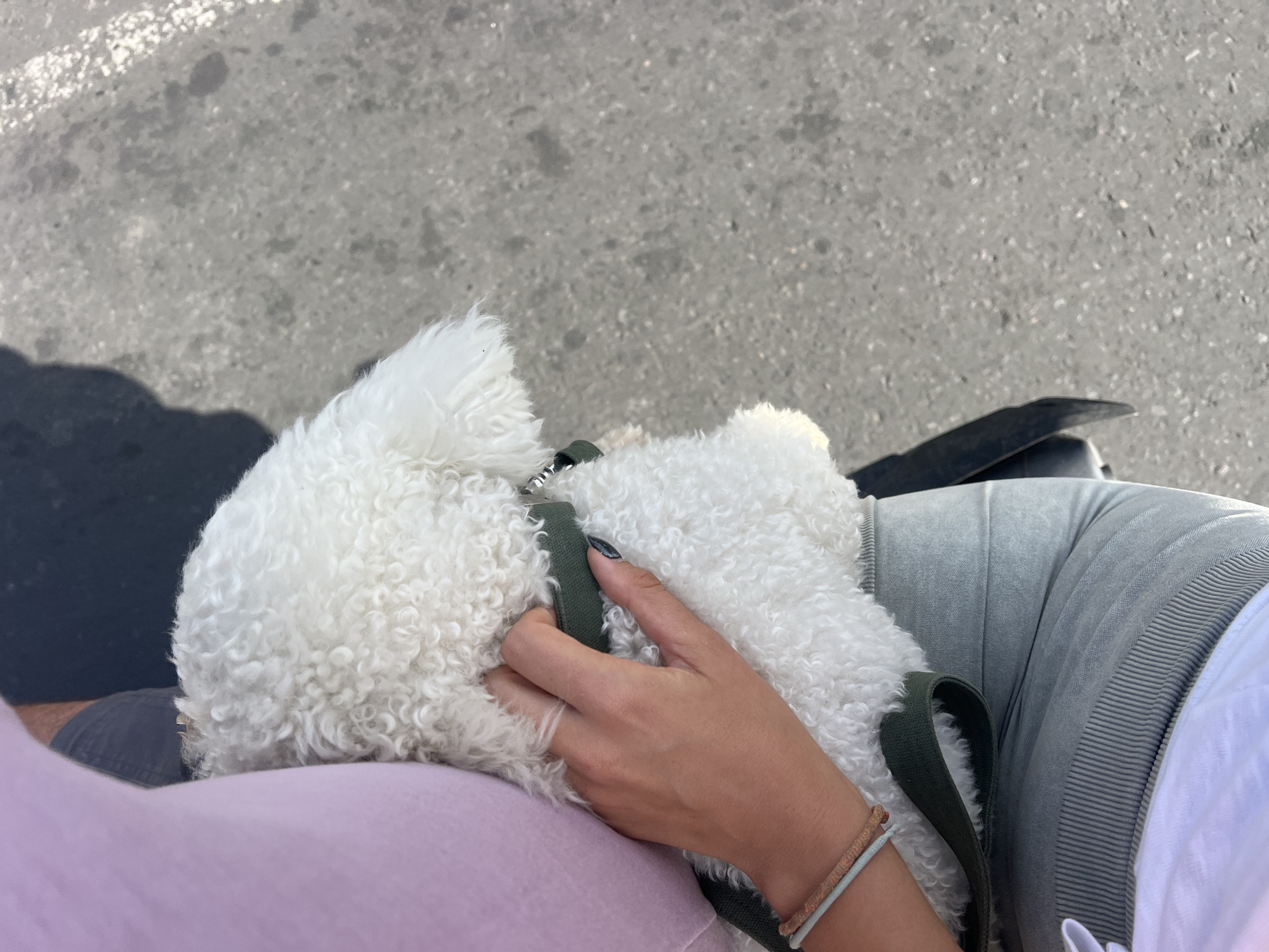 A person wearing a lavender t-shirt and gray sweatpants is holding a white, curly-haired dog on a leash. The dog is nestled against the person's chest. The scene appears to be outdoors, on a paved surface, possibly a sidewalk or street, with sunlight casting shadows. There are no other people or identifiable structures visible that would indicate a specific location within Kediri, Indonesia. The image is taken from a high-angle, looking down at the person and dog.