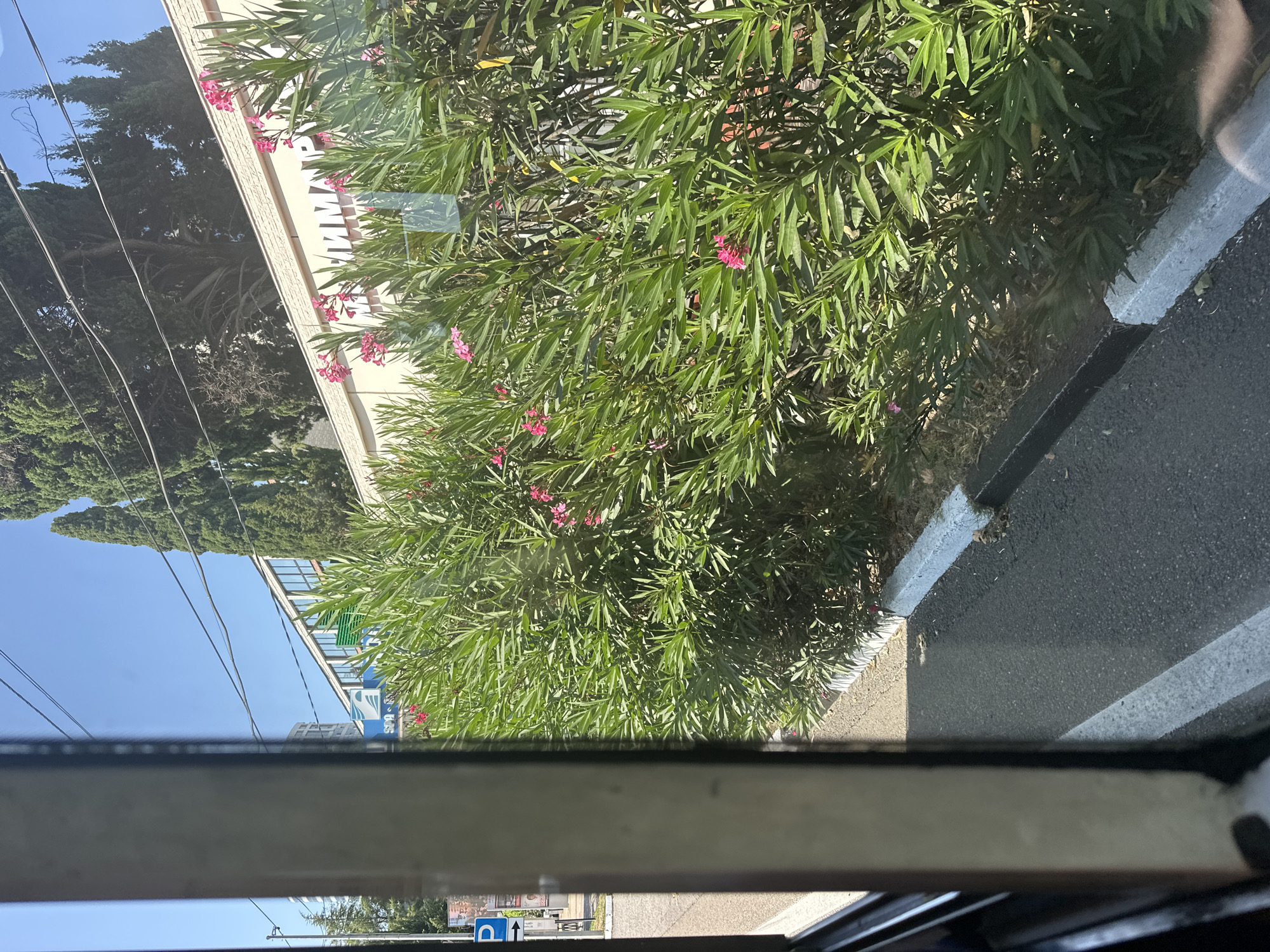 The image depicts a view from inside a vehicle, looking out at a street scene in Sochi, Russia. The foreground is dominated by the interior of the vehicle, with a window frame visible on the left. Outside the window, a lush green bush with small pink flowers is in bloom, lining a paved road. Beyond the bush, a light-colored building with a light-colored textured facade is visible, featuring a sign with Cyrillic lettering that appears to say "ГИПЕРМАРКЕТ" (Hypermarket). Tall, dark green coniferous trees stand behind the building, against a clear blue sky. A white curb with black trim separates the road from the bush. A blue parking sign with a white "P" is visible on the left side of the street, indicating a parking area. The overall scene suggests a sunny day in a commercial area.