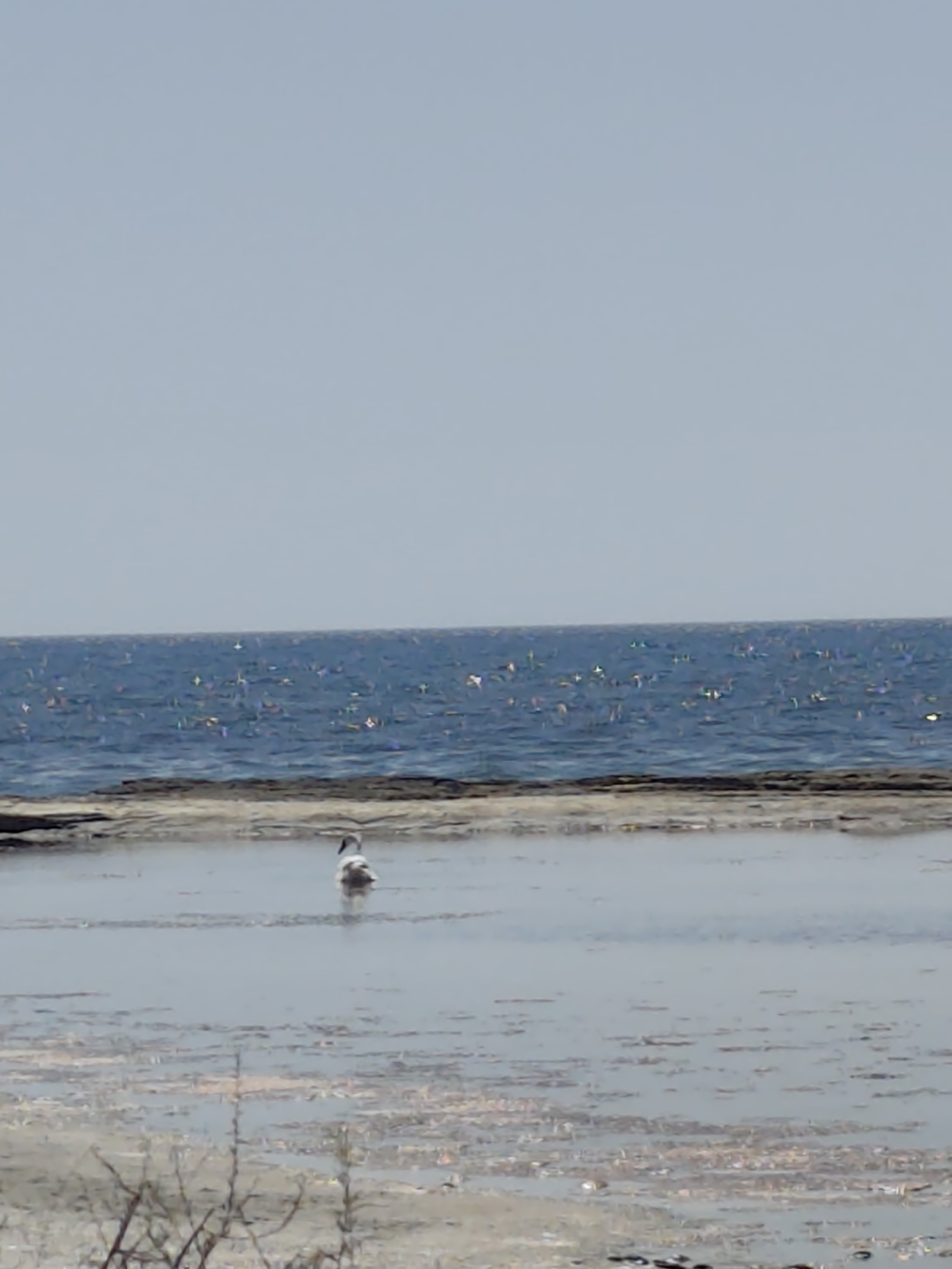 A single bird stands in shallow water near a rocky shoreline, with a calm ocean stretching out under a clear sky. The bird is white and grey, facing away from the camera. The water is shallow and appears to have some debris or seaweed floating in it. The ocean is a deep blue, with sunlight glinting off the surface. The sky is a pale blue and cloudless. The image appears to have been taken in the city of Saiyn Şapağatov, Kazakhstan.