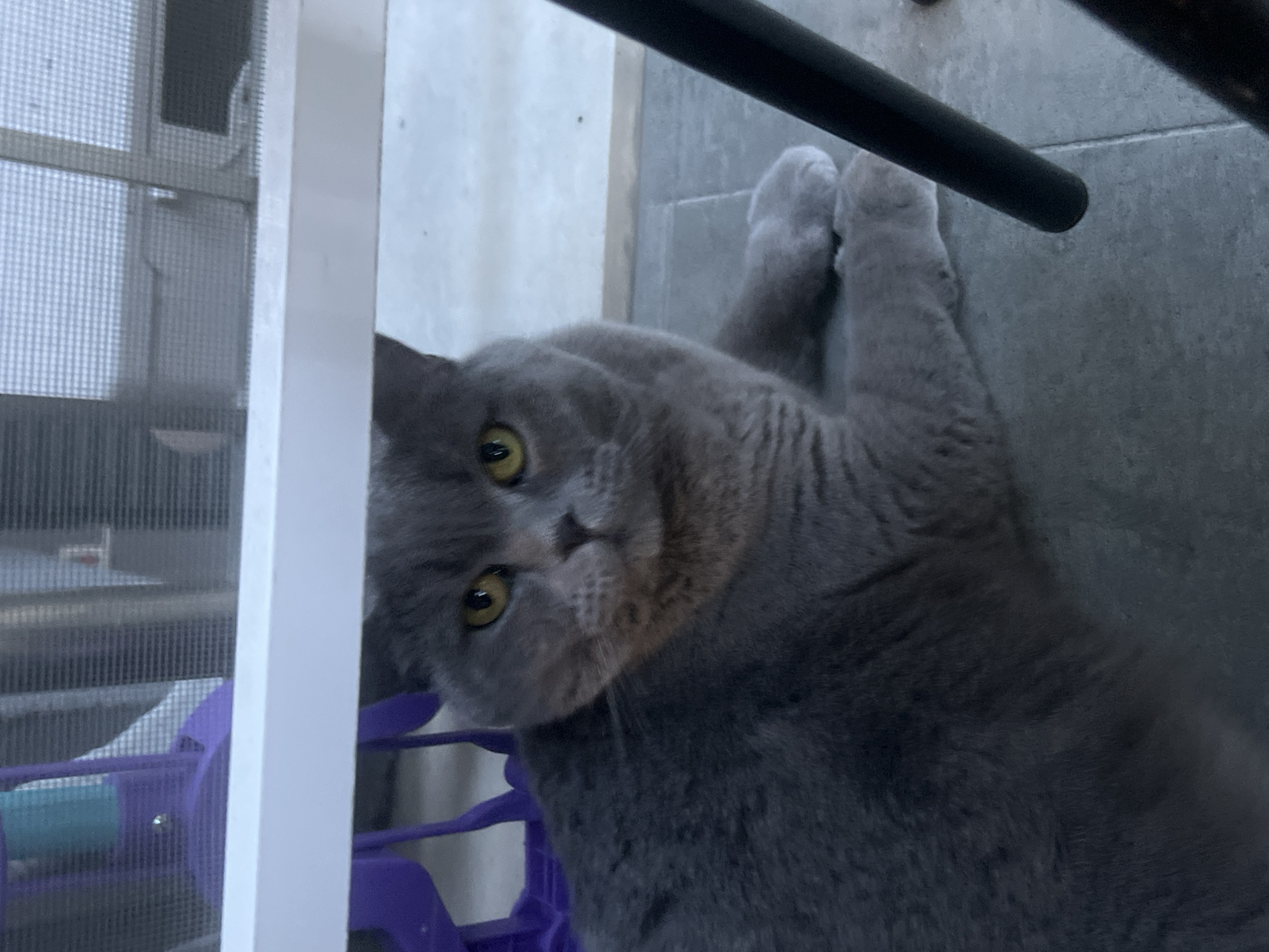 A gray cat with yellow eyes is lying down, partially hidden under a white table. The cat is looking directly at the camera. The background is blurry, but it appears to be an outdoor patio with a purple object to the left and a black table leg to the right. The ground is paved with gray tiles.