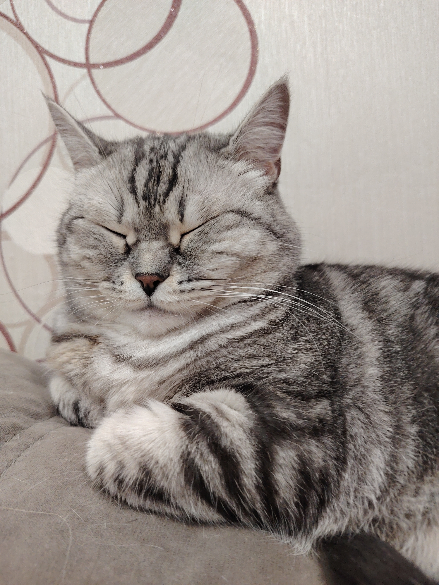 A close-up shot shows a silver tabby cat with its eyes closed, resting on a textured brown surface. The cat's fur displays a pattern of dark gray stripes against a lighter gray base. Its paws are visible, tucked underneath its chin. The background features a light-colored wall with a subtle circular pattern. The image is captured from a slightly high angle.