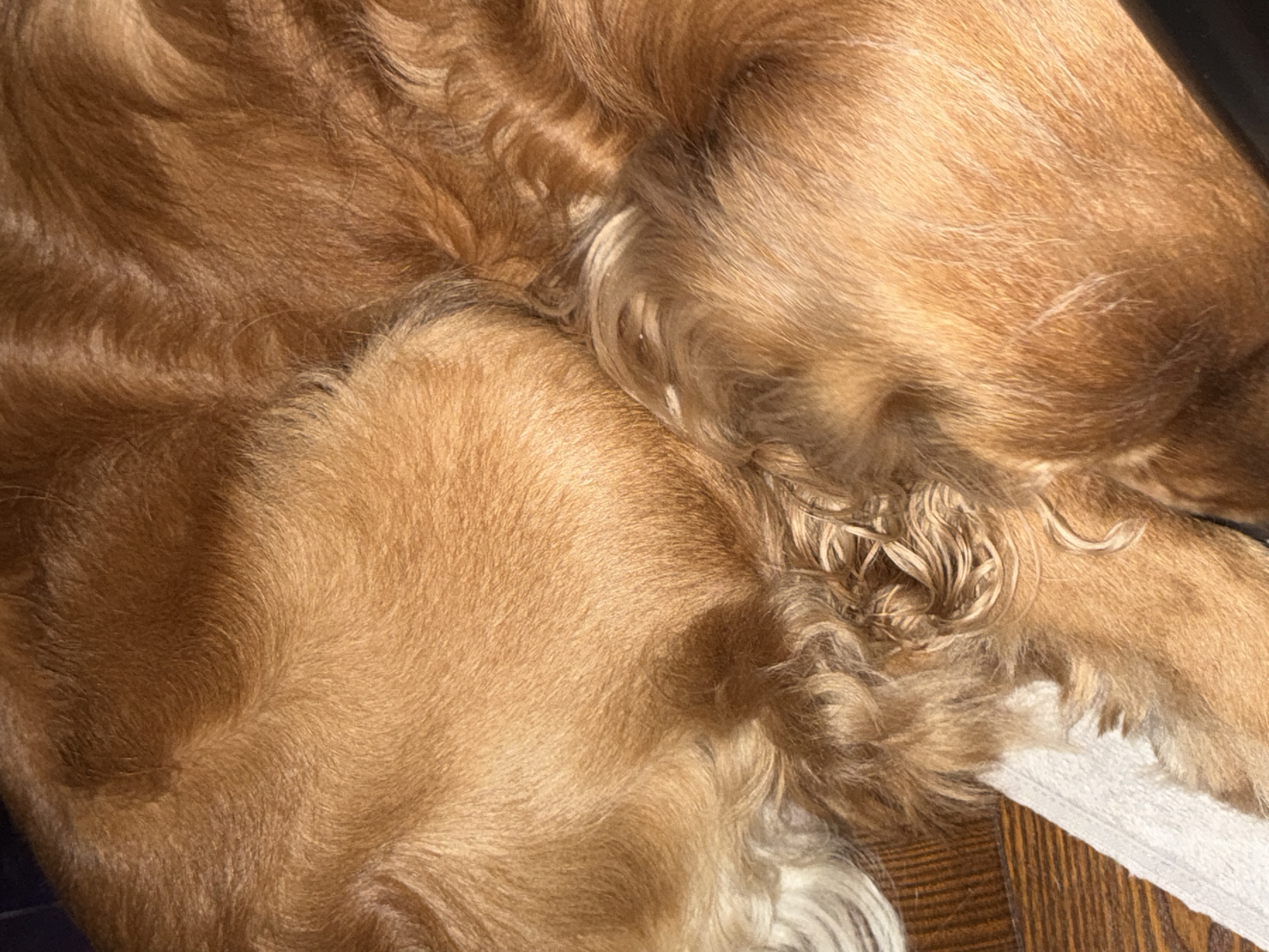 The image is a close-up, top-down view of the fur of a golden-colored animal, likely a dog, resting. The fur is thick and wavy, with variations in color from light blonde to a deep auburn. The lighting creates shadows and highlights, emphasizing the texture and depth of the fur. The animal appears to be curled up, with parts of its body forming rounded shapes. A white cloth or mat is visible underneath the animal on the left side of the frame, and a wooden surface is visible on the lower left. The background is dark and out of focus, suggesting an indoor environment. There are no people or specific city landmarks visible in the image.