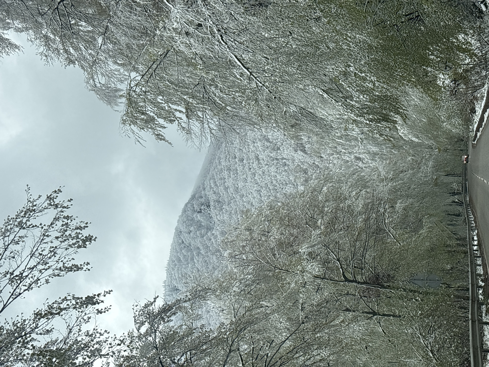 The image presents a winter scene in the Barziya region of Bulgaria. A snow-covered mountain dominates the view, with trees on its slopes heavily laden with snow. The sky is overcast, suggesting a cold, possibly snowy, day. A road runs along the right side of the frame, partially snow-covered, with hints of asphalt visible. Trees frame the mountain, their branches bare or sparsely covered with snow. The scene suggests a remote location during the winter. A possible road sign is present on the right-hand side in the midst of the trees.