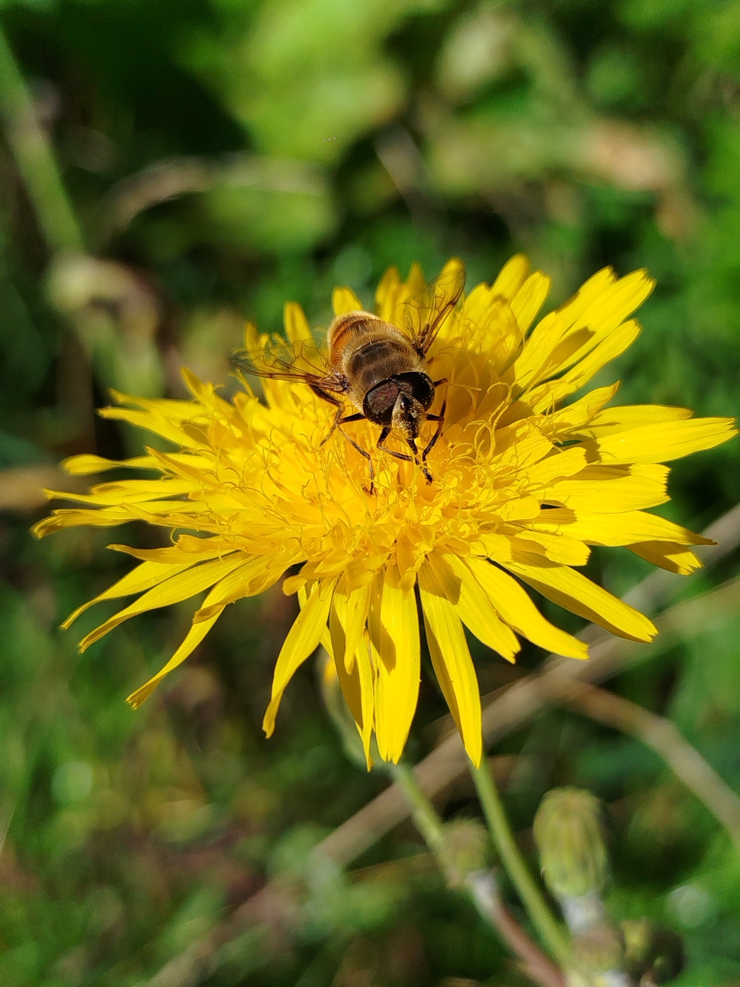 A hoverfly is perched on a bright yellow dandelion flower in a sunlit outdoor environment. The hoverfly, with its striped abdomen and large compound eyes, is positioned in the center of the flower, its legs extended. The dandelion's petals are vibrant yellow and radiate outwards. The background consists of blurred green foliage and dried grass stalks, suggesting a natural setting likely in the city of Chkalovskoye SNT, Russia. The lighting indicates it is daytime, with shadows cast on the flower, highlighting its texture.