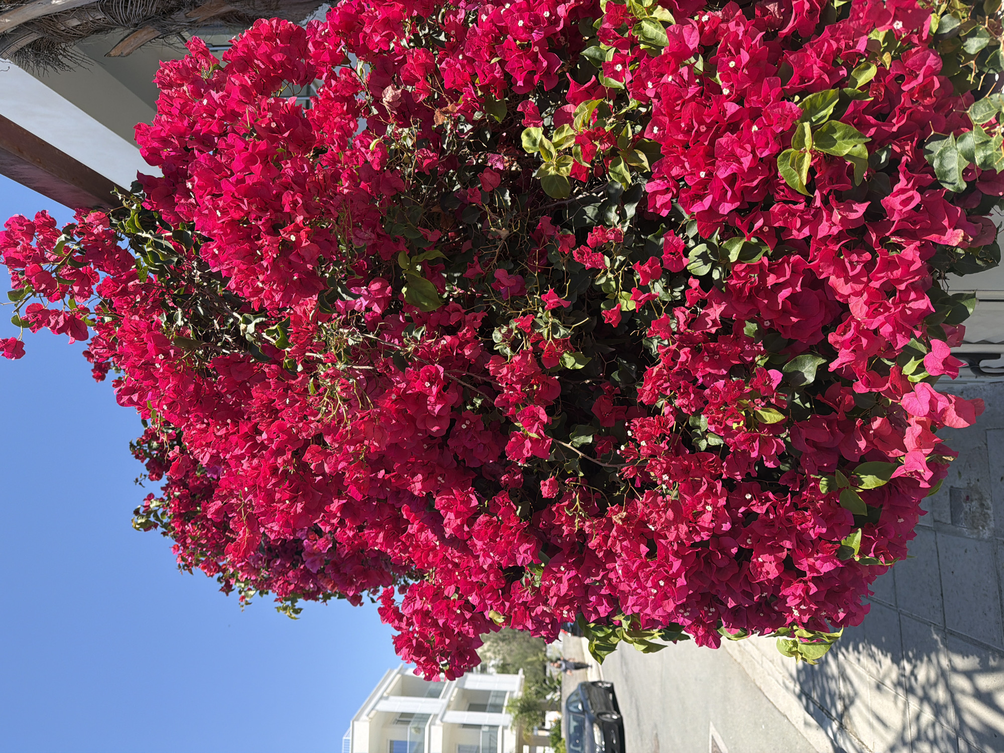 The image captures a vibrant display of pink bougainvillea flowers in the Germasogeia Municipality, Cyprus. The lush bougainvillea bush overhangs a street with a parked black car. In the background are white buildings. The sky is clear and blue.