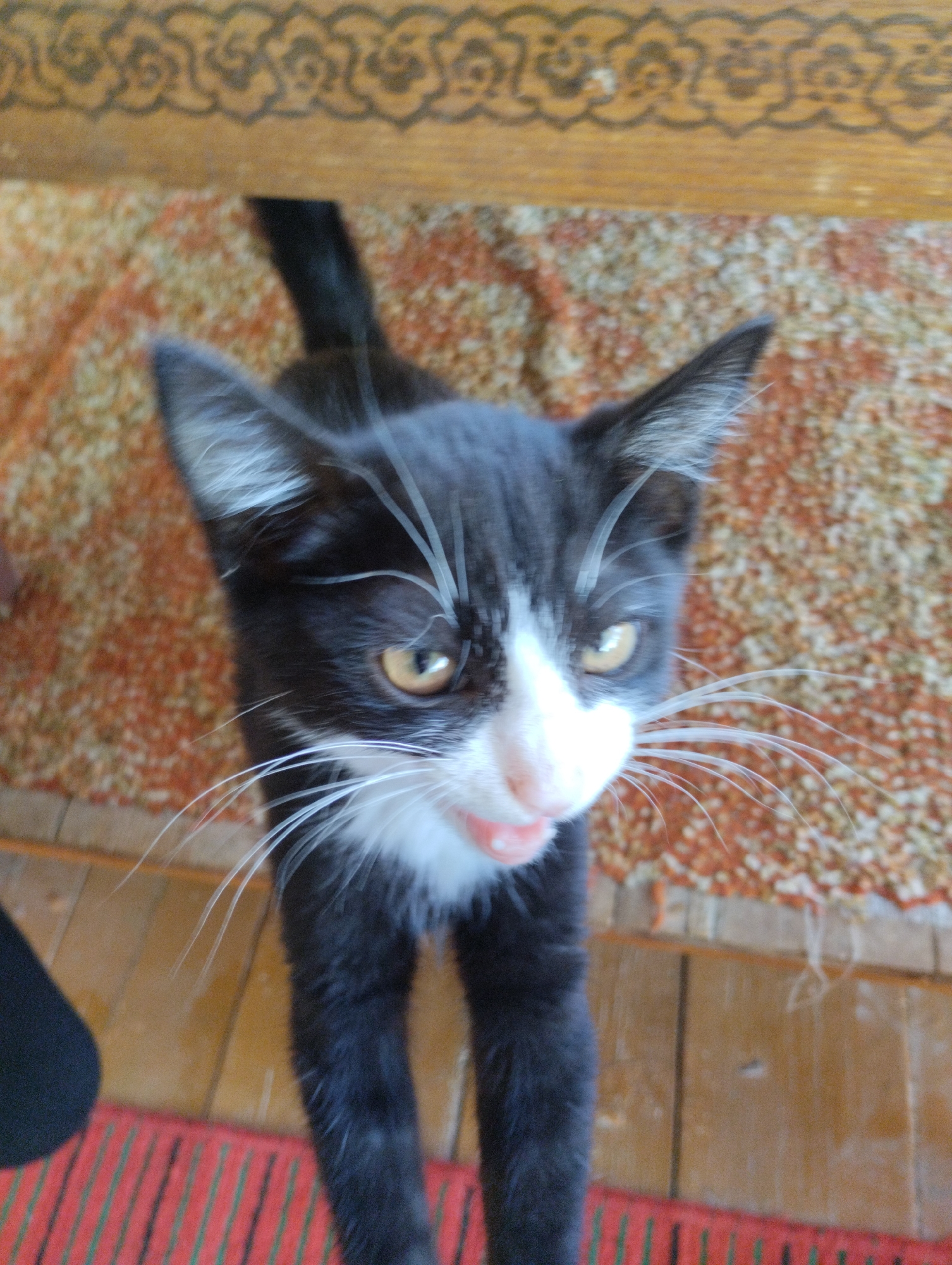 A black and white kitten with yellow eyes and a pink tongue is looking up at the camera. The kitten is standing on a rug with a patterned design. Behind the kitten, there is a wooden surface with an ornamental border. In the foreground, a red mat with green stripes is visible. The image appears to have been taken indoors, possibly in a home in Yangibazar, Uzbekistan, given the information provided.