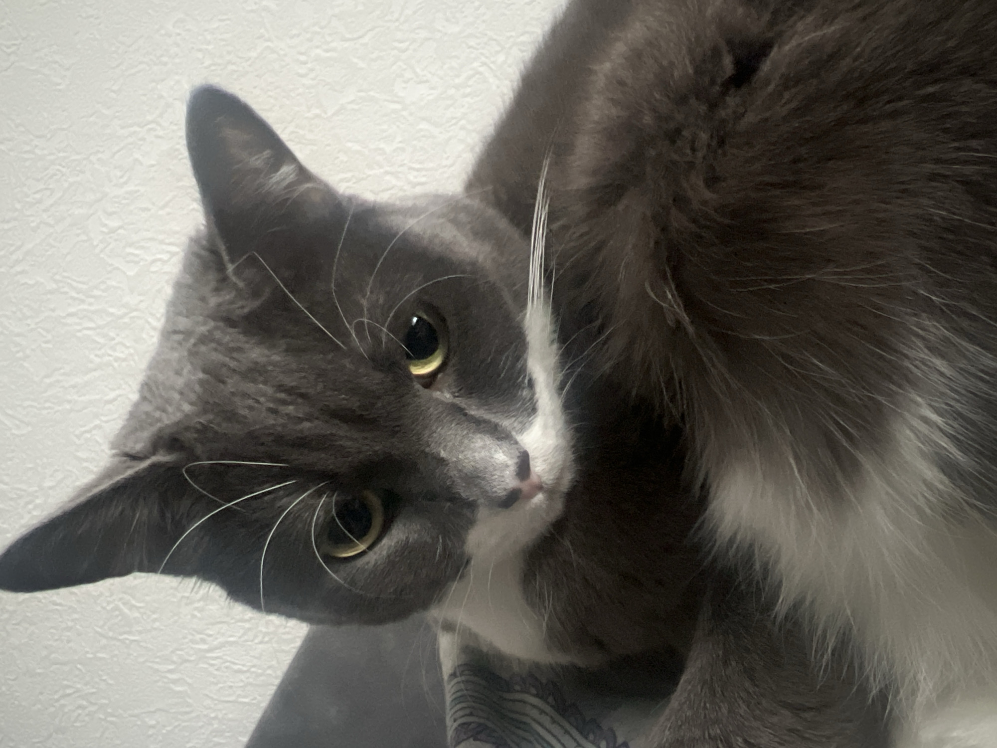 A close-up, low-angle shot features a domestic cat with a striking gray and white coat. The cat's head is tilted, and its bright yellow-green eyes are wide and focused intently on the viewer, conveying an alert and curious expression. Its pupils appear as narrow slits.
The cat's fur is primarily dark gray, covering its head, ears, and back, while a distinct white marking extends from its muzzle down its chin, chest, and possibly its belly. Prominent white whiskers fan out from both sides of its muzzle. The cat's nose is a light pink with some darker spots. Its fur appears soft and well-groomed, with fine details visible around its ears and face.
The background consists of a light-colored, textured wall, likely white or off-white, indicating an indoor setting. A glimpse of patterned fabric, possibly bedding or upholstery, is visible beneath the cat on the lower right side of the frame. The lighting seems to be soft and artificial, illuminating the cat's features clearly. There is no visible text in the image. The provided context indicates the location is Tyumen, Russia.