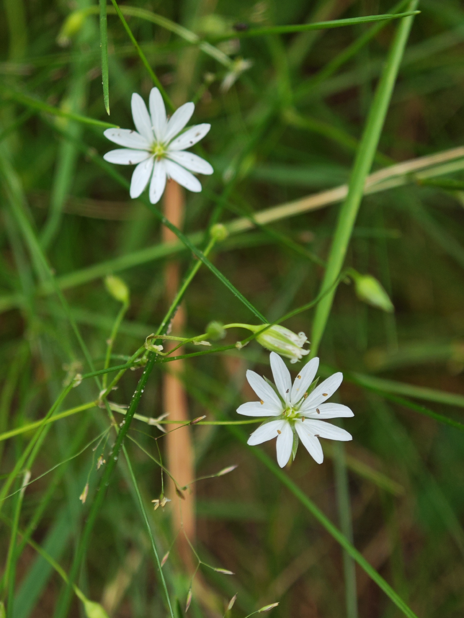 This is a close-up, vertical, outdoor photograph of two small white wildflowers amidst green grass. The focus is sharp on the flowers, while the background is softly blurred.
The subjects are two delicate white flowers, each with multiple thin petals radiating from a central yellow-green pistil. The upper flower is seen from a slightly elevated angle, revealing its star-like shape. The lower flower is closer to the bottom of the frame, also appearing in profile with its petals spread open. Scattered brown specks, likely pollen or tiny insects, are visible on the petals of the lower flower.
Surrounding the flowers are thin, green blades of grass and some slender, brown stems. The greenery creates a natural, wild setting. There are also a few small, green buds that have not yet bloomed. The lighting suggests it is daytime, with diffused light casting soft shadows. The overall impression is one of natural beauty and tranquility.
The location context provided is Zaklinye, Russia. There is no visible text in the image. The photograph captures a moment of nature's quiet display.