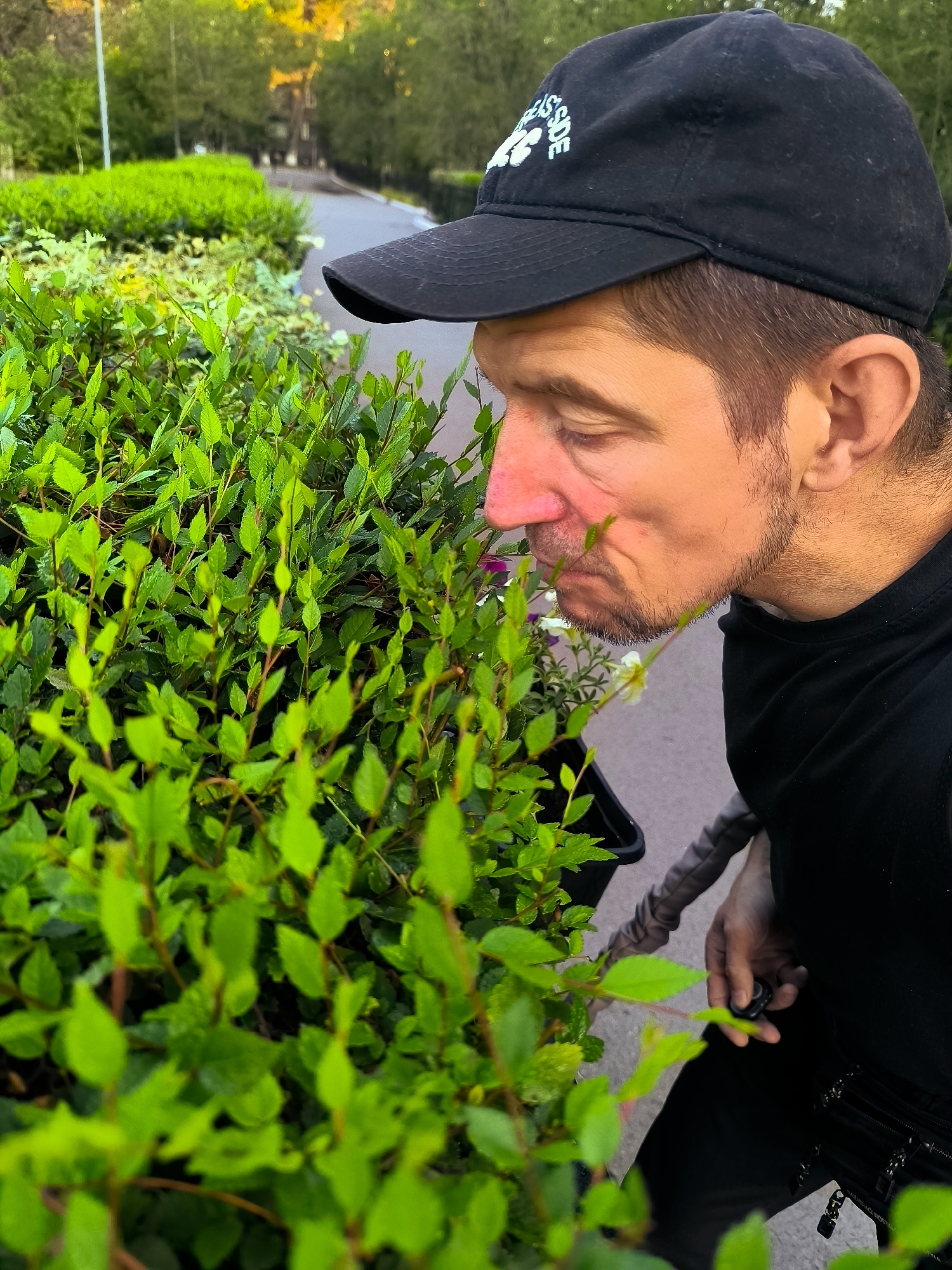 A man wearing a black baseball cap and a black t-shirt is smelling a bush with green leaves and small flowers. He is leaning over the bush, with his face close to the leaves. The bush is in a black pot. The background is out of focus and shows a paved path, trees, and a fence. The lighting suggests it is daytime, possibly late afternoon due to the warm tones in the upper background. The scene appears to be outdoors, possibly in a park or garden setting. The location is Qarağandı city administration, Kazakhstan.