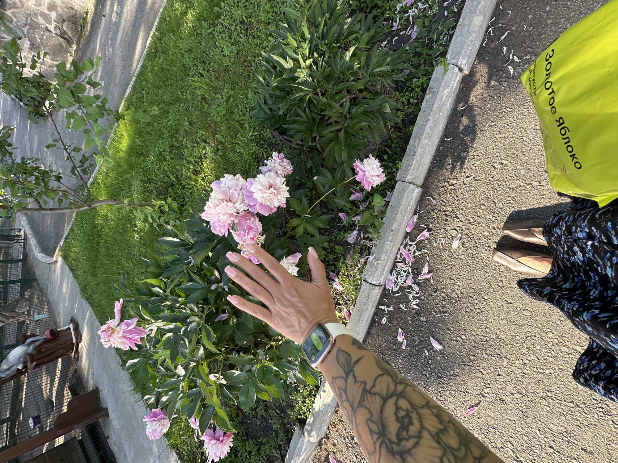 In Duvankul', Russia, this image captures a close-up of a person's arm with a tattoo, adorned with a smartwatch, reaching towards a cluster of pink peonies. The background reveals a grassy area with a paved path, a stone wall, and fencing. Fallen peony petals are scattered on the asphalt. The overall scene is likely an outdoor setting in a park or garden.