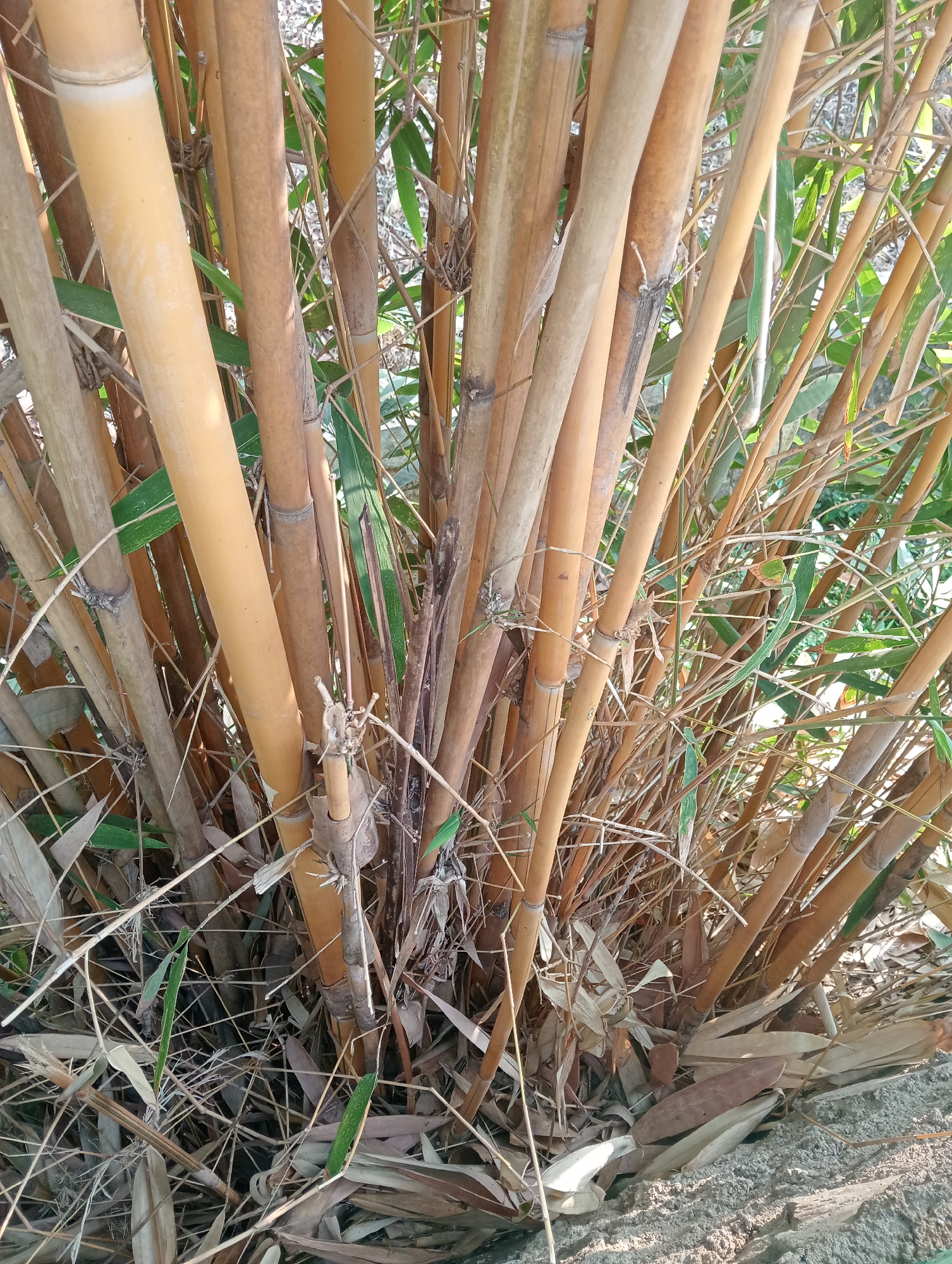 A dense cluster of thick, golden-yellow bamboo stalks fills the frame, their rough textures and segmented joints clearly visible. Amongst the dominant bamboo, thinner, dried brown stalks and branches crisscross, creating a tangled undergrowth. Scattered dry, brown bamboo leaves and some fallen green leaves litter the ground, which appears to be a mix of soil and rough, light-colored stone. The background is a blur of green foliage, suggesting other plants are present but not in sharp focus. The scene is lit by natural sunlight, casting subtle shadows and highlighting the golden hues of the bamboo. The image appears to be a close-up, ground-level view of a bamboo grove, possibly in a natural or garden setting in Sidoharjo, Indonesia. There are no people or animals visible in the image.