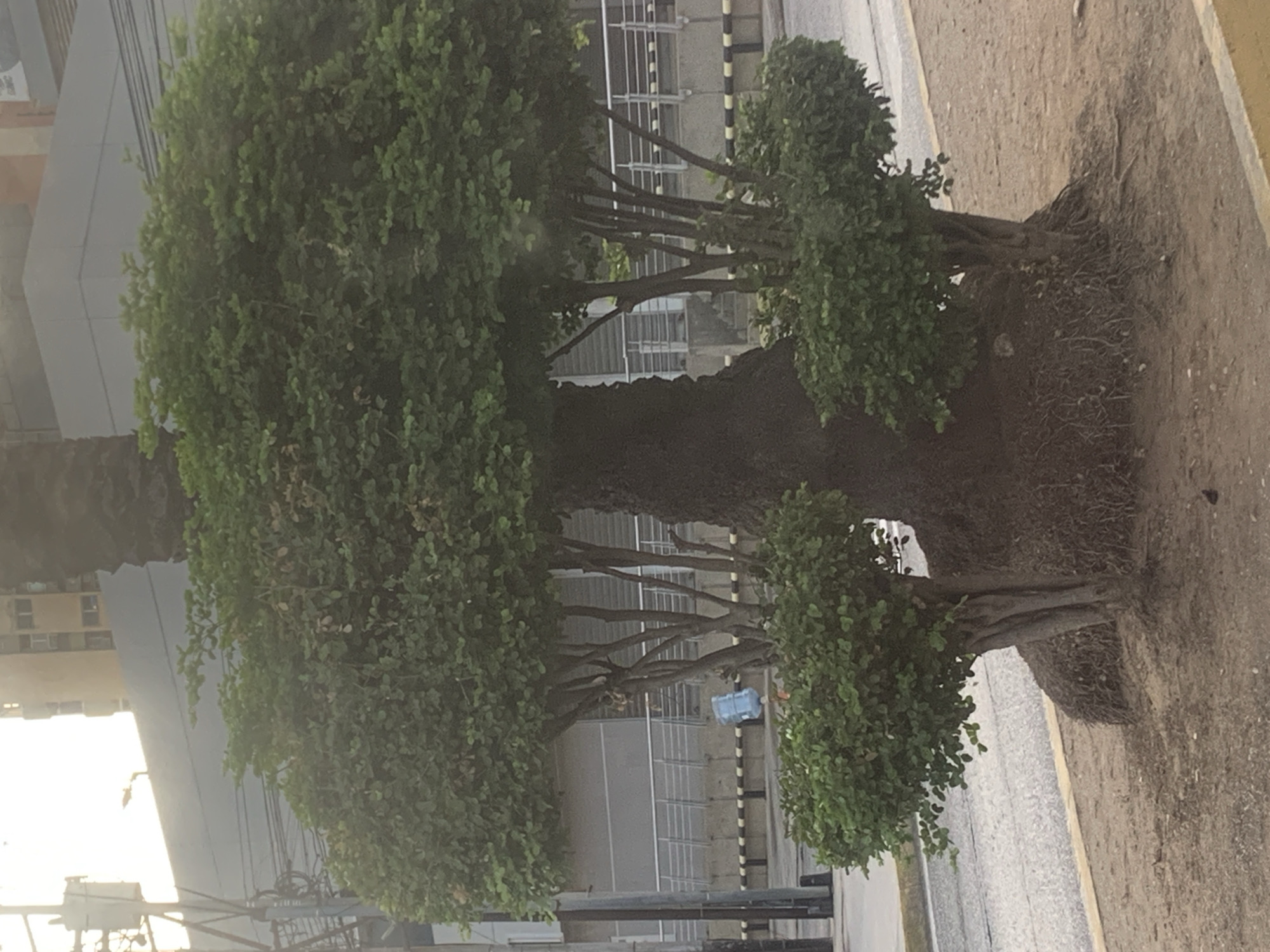 The image shows a tree with multiple rounded crowns, positioned on a street in an urban environment. Bare roots are visible at the base of the tree, emerging from the soil. The background includes buildings, power lines, and a metallic fence. The location is potentially in Porlamar, Venezuela, but this cannot be definitively confirmed from the image alone. There is no presence of people in the picture. The scene captures a moment with natural elements juxtaposed against urban infrastructure.